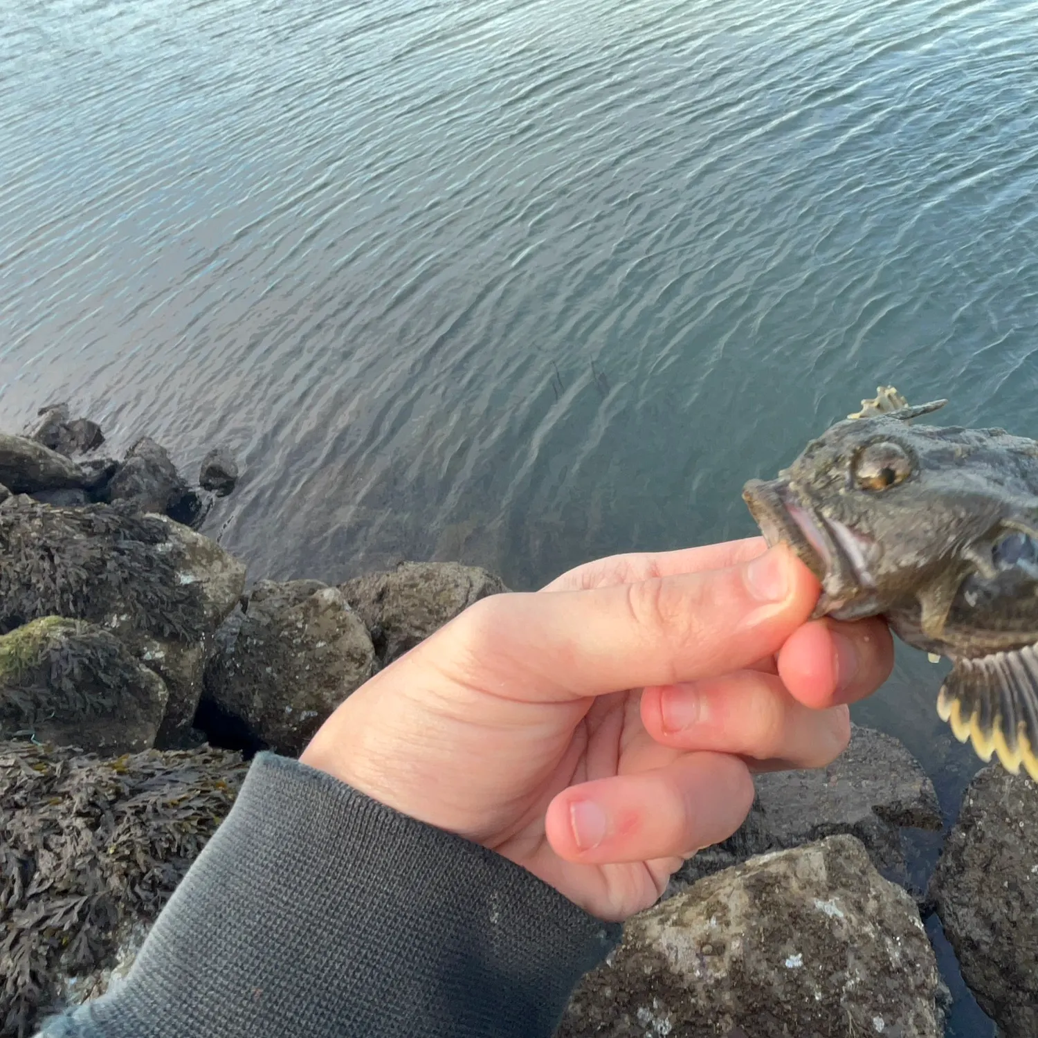 The most recent Buffalo sculpin catches on Fishbrain