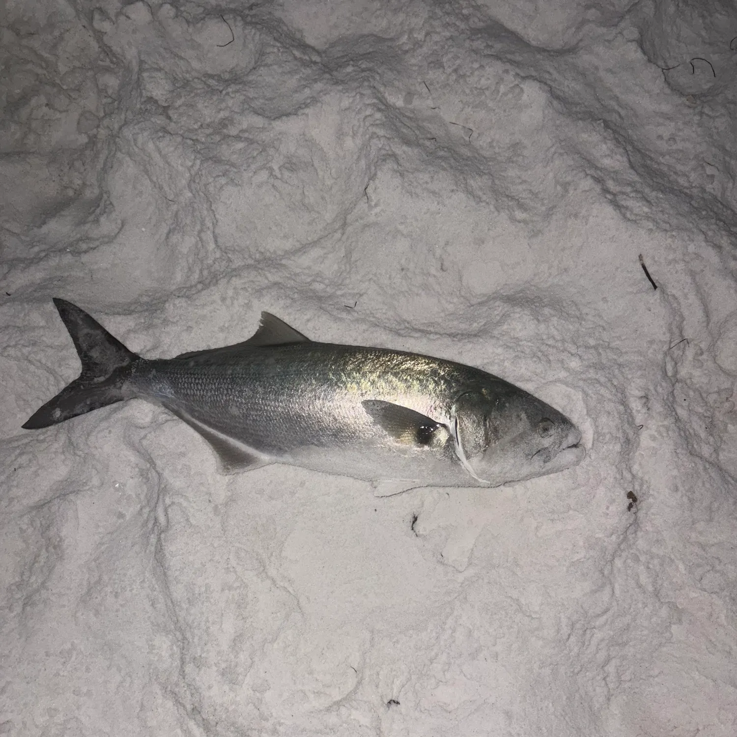 Bluefish caught on Fishbrain
