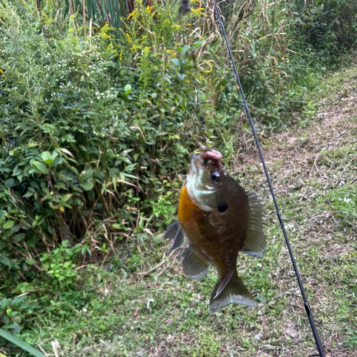 Bluegill caught on Fishbrain