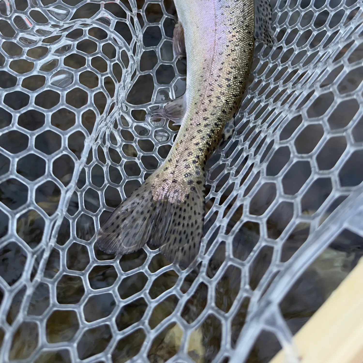 The most recent Kern River Rainbow Trout catches on Fishbrain