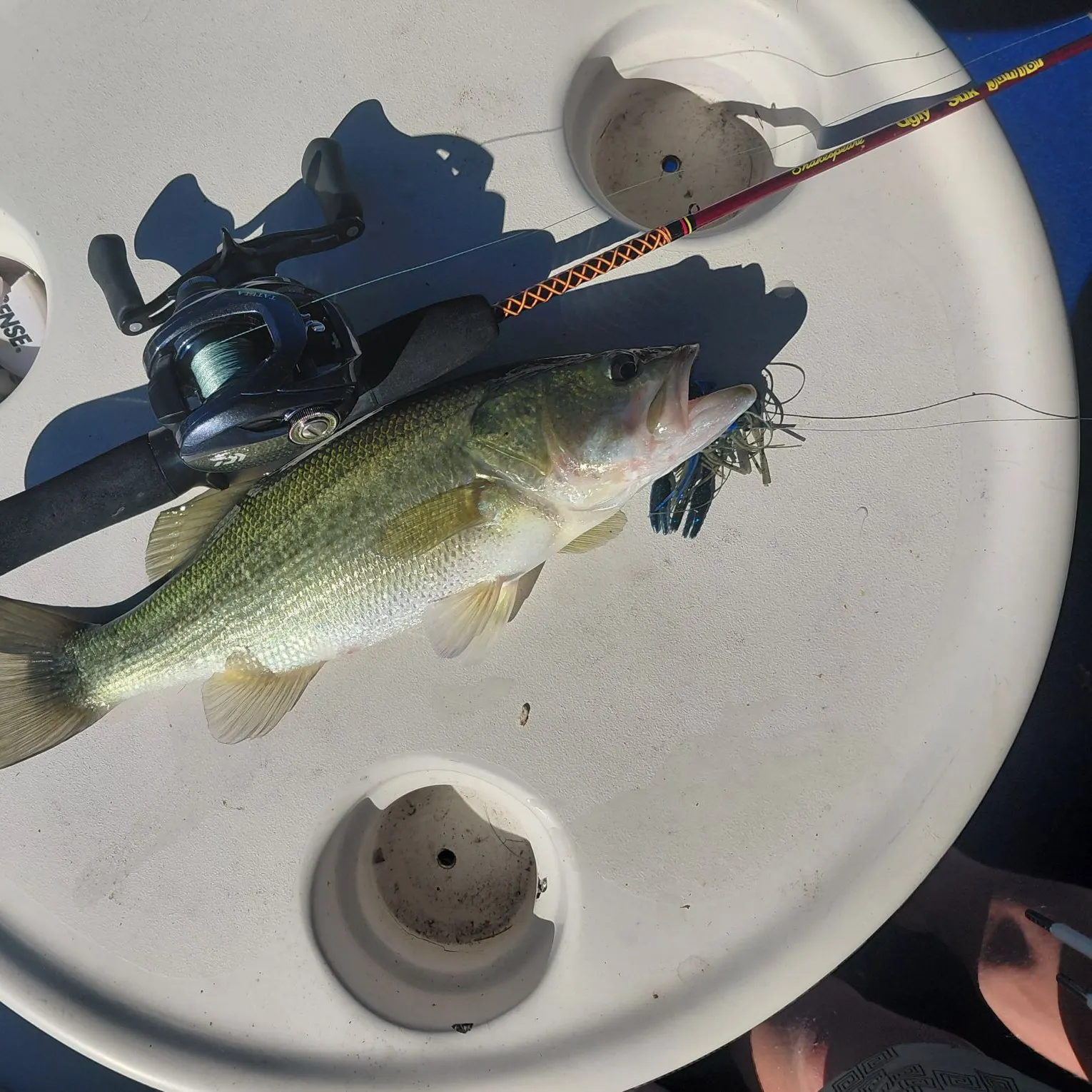 Largemouth bass caught on Fishbrain