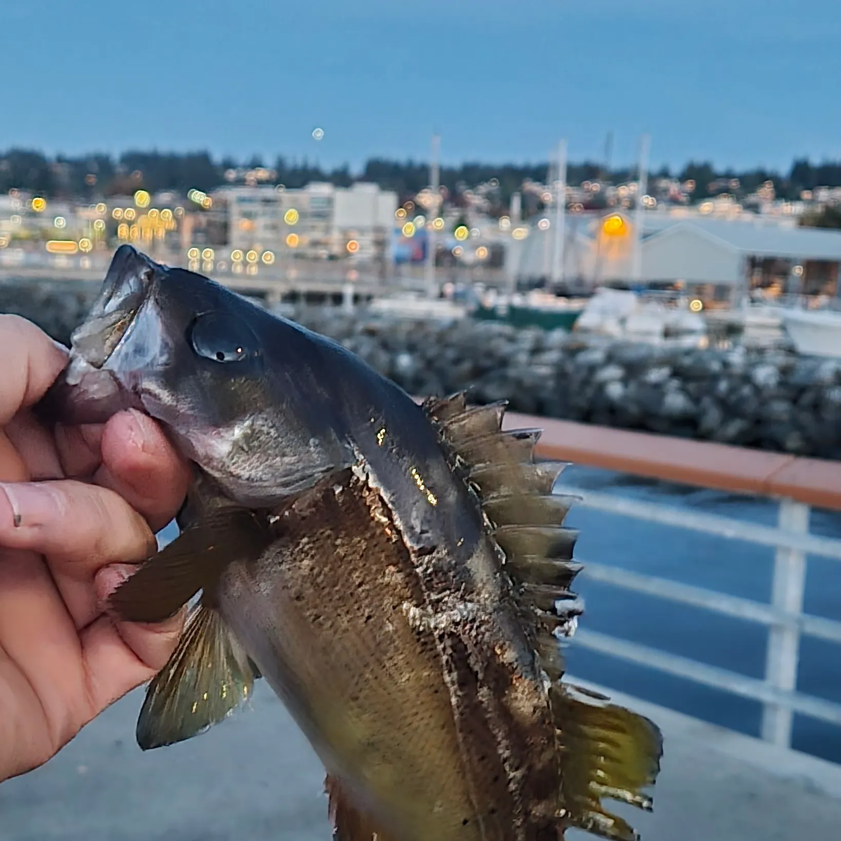 The most recent Yellowtail rockfish catches on Fishbrain