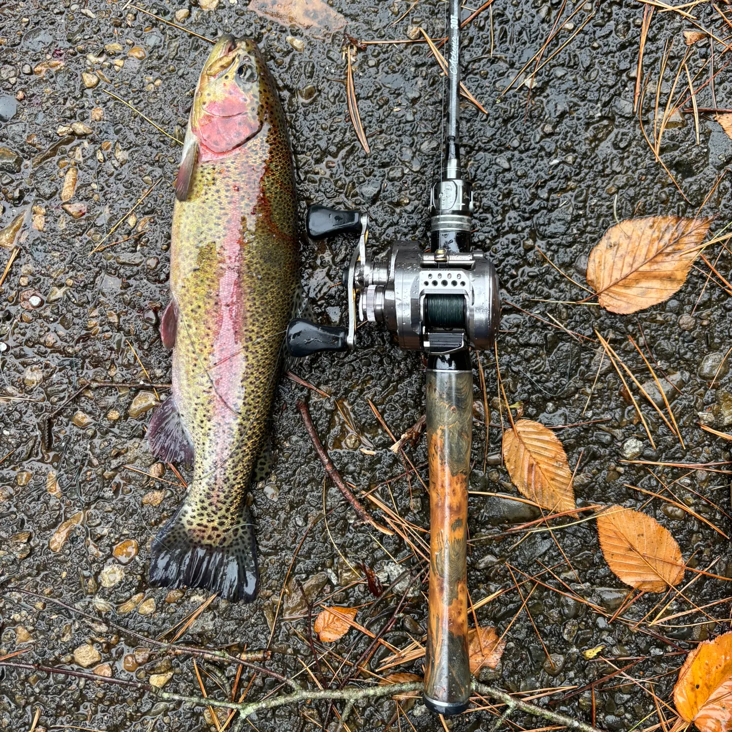 Rainbow trout caught on Fishbrain