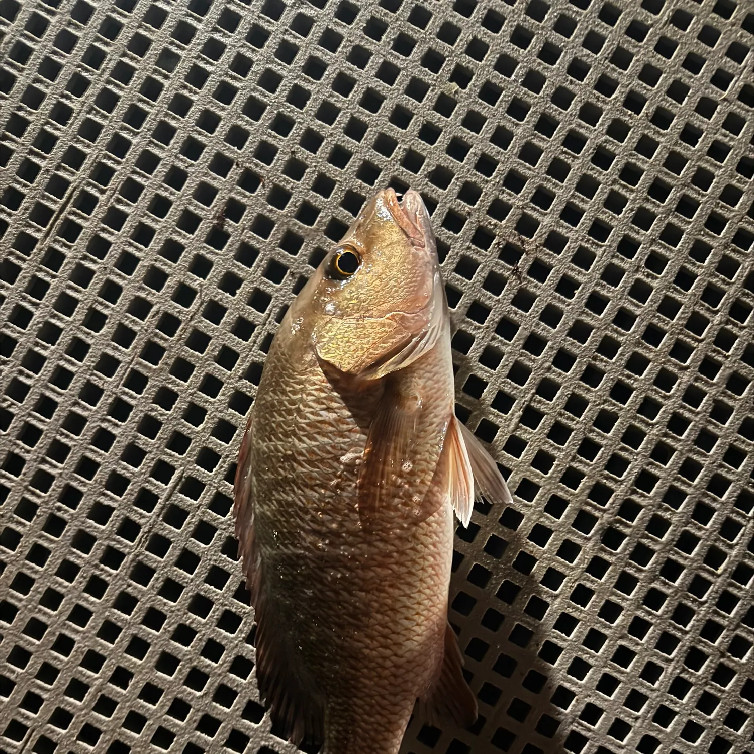 Mangrove snapper caught on Fishbrain