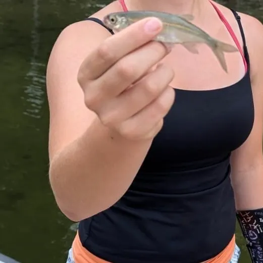 Rainbow trout caught on Fishbrain