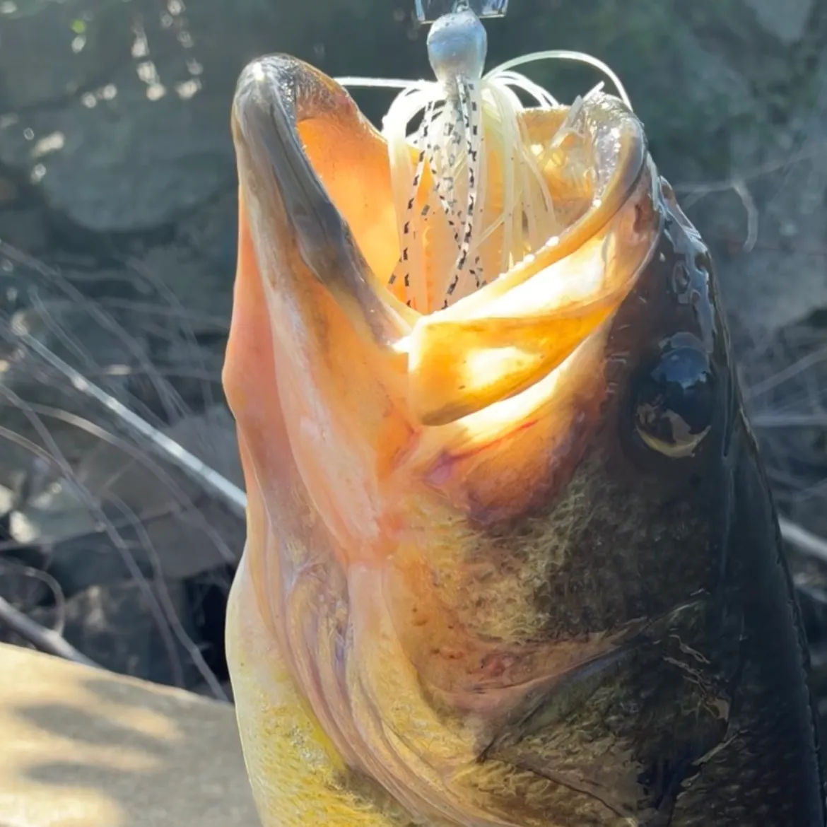 Largemouth bass caught on Fishbrain