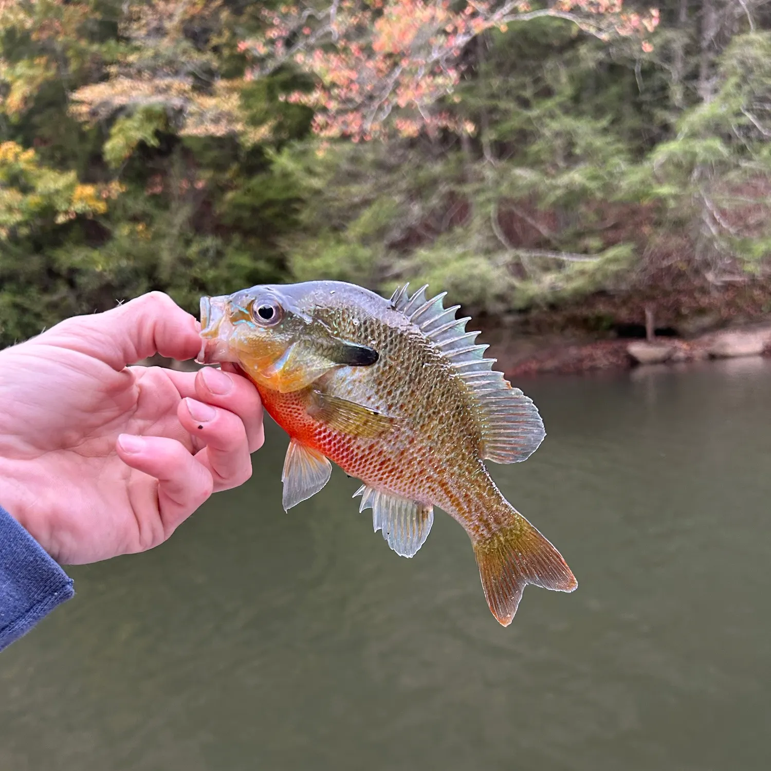 Redbreast sunfish caught on Fishbrain