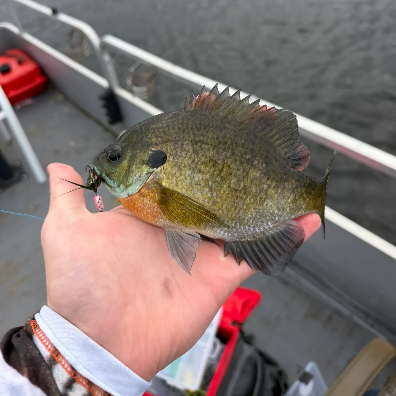 Bluegill caught on Fishbrain