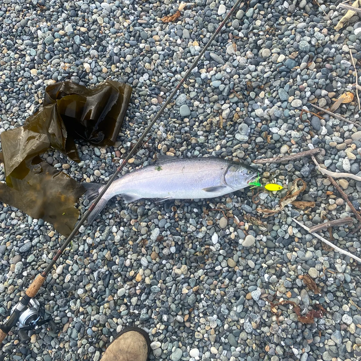 Coho salmon caught on Fishbrain