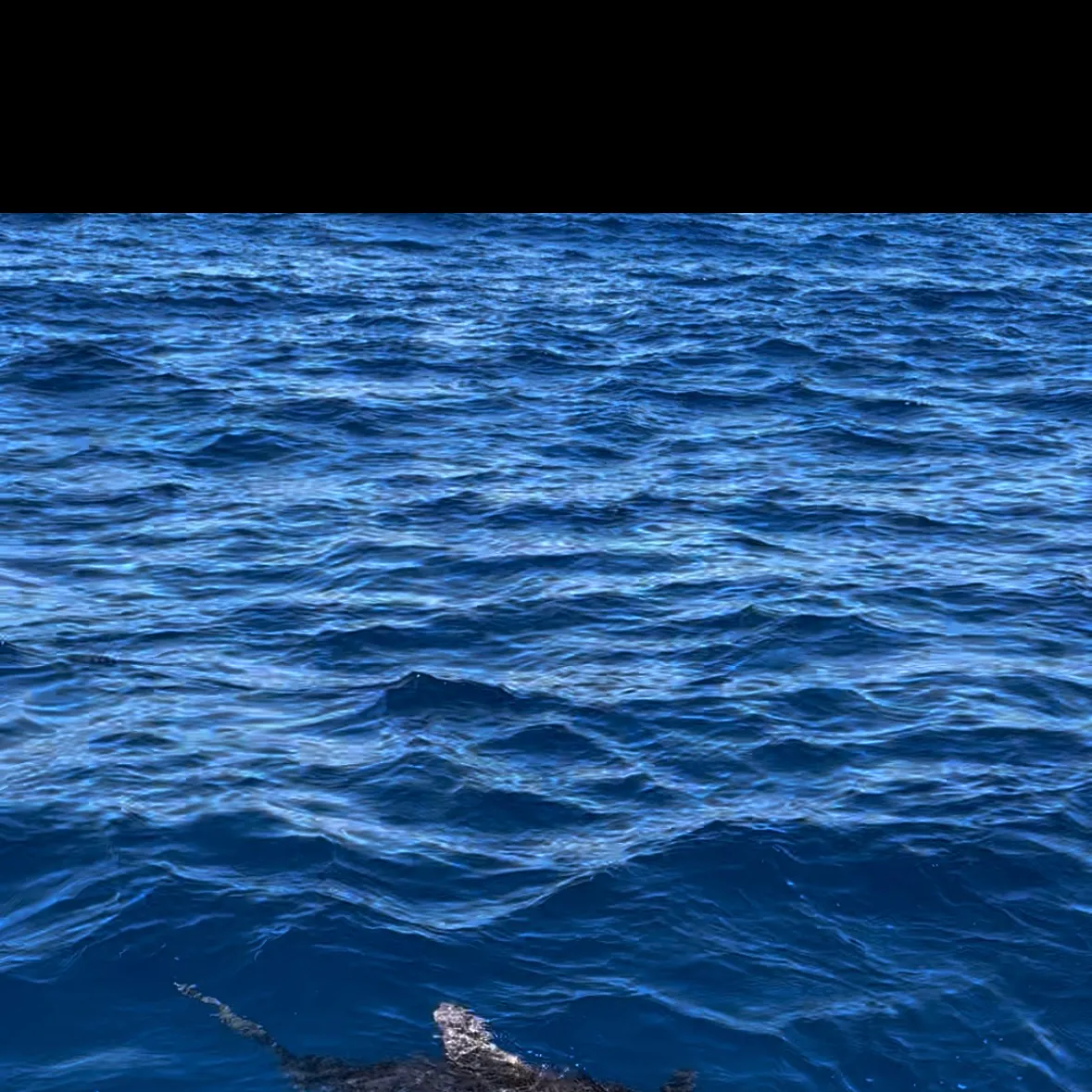 The most recent Caribbean reef shark catches on Fishbrain