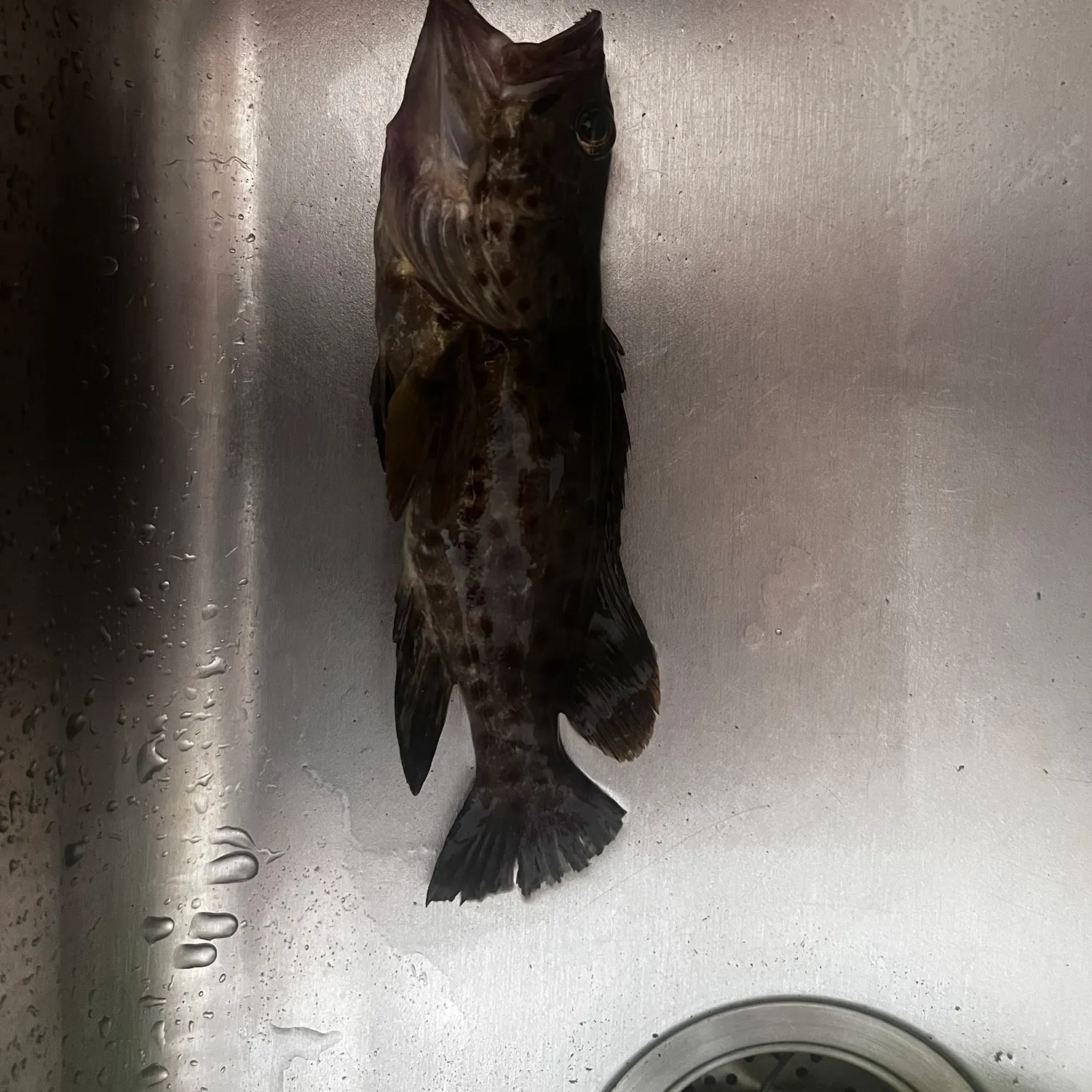 The most recent Orange-spotted grouper catches on Fishbrain