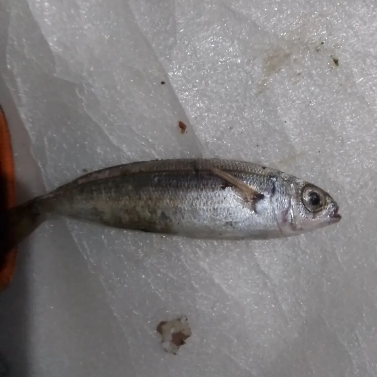 Striped mullet caught on Fishbrain