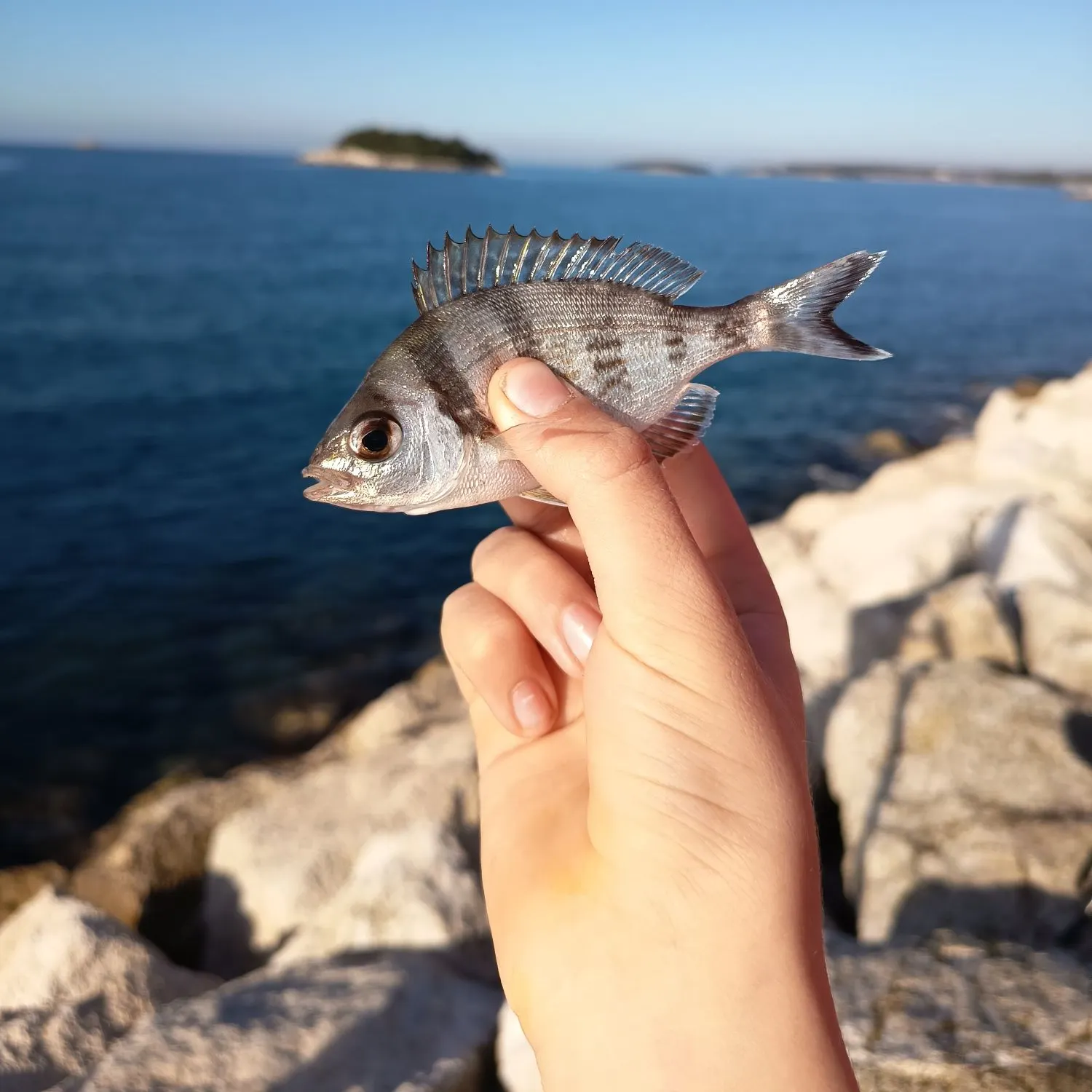 The most recent White seabream catches on Fishbrain