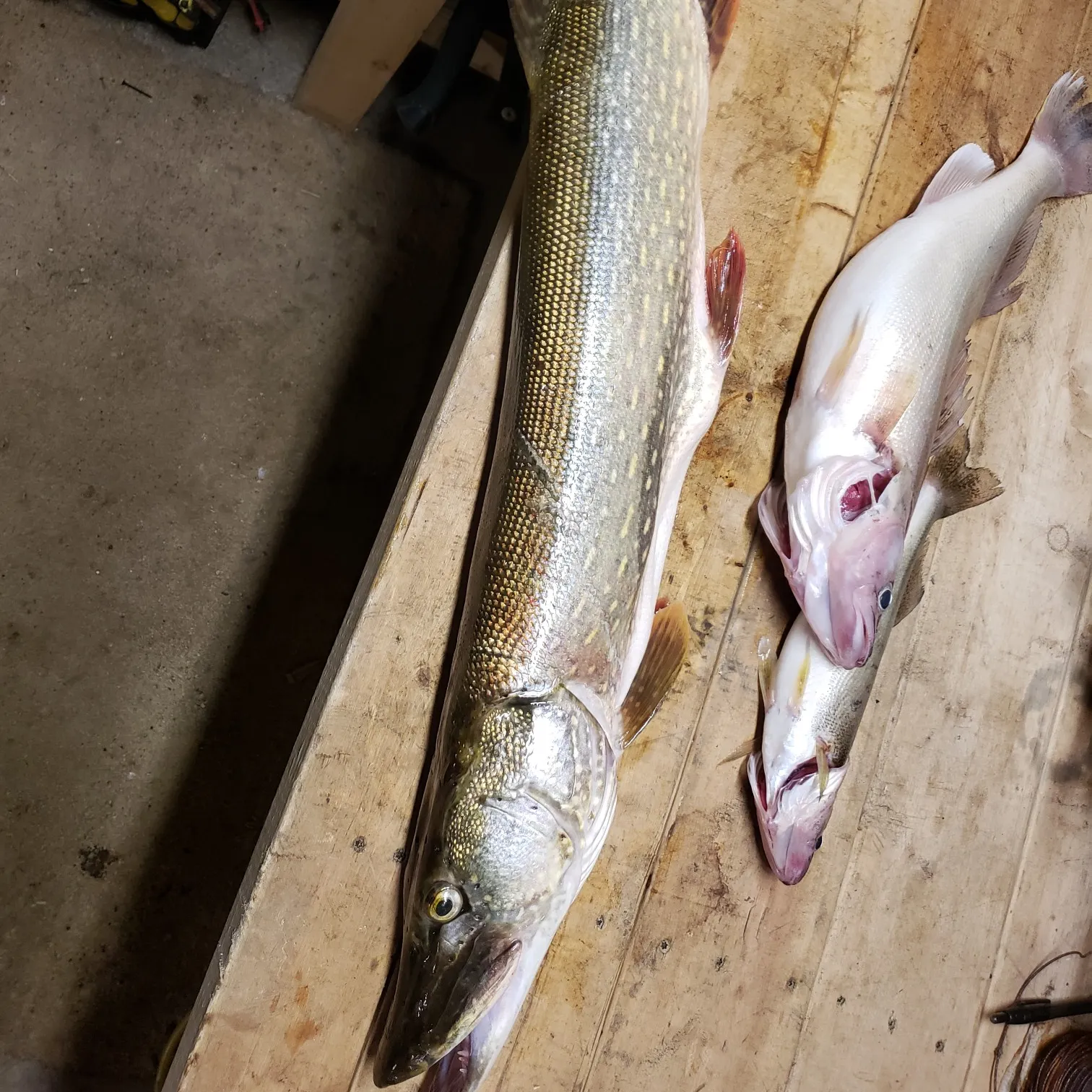 recently logged catches