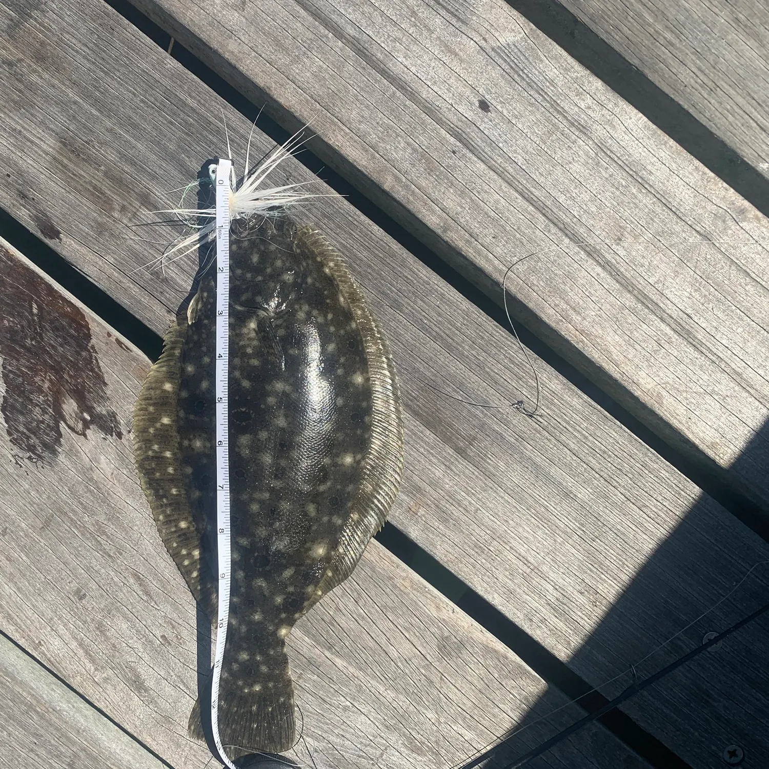 Summer flounder caught on Fishbrain