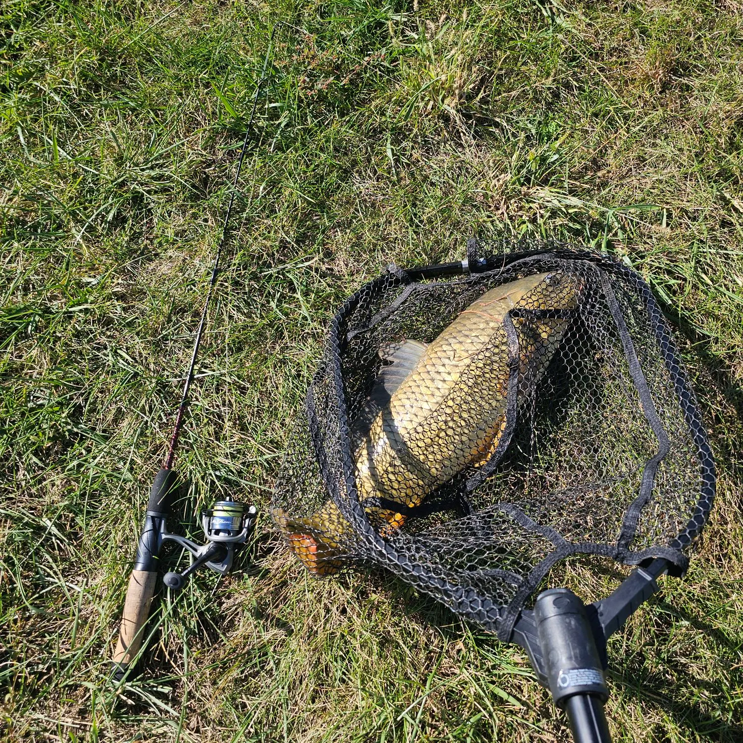 Common carp caught on Fishbrain