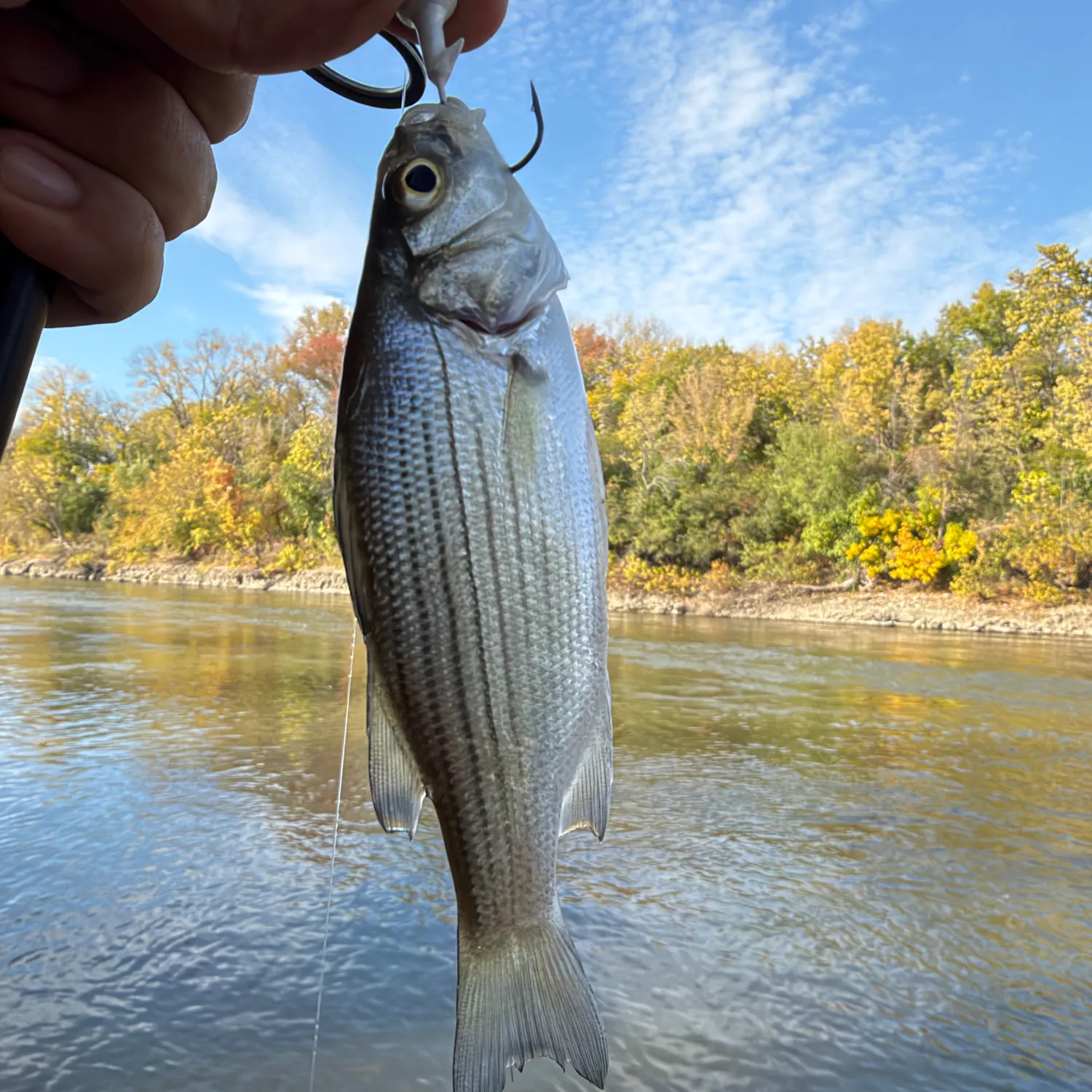 Striped bass caught on Fishbrain