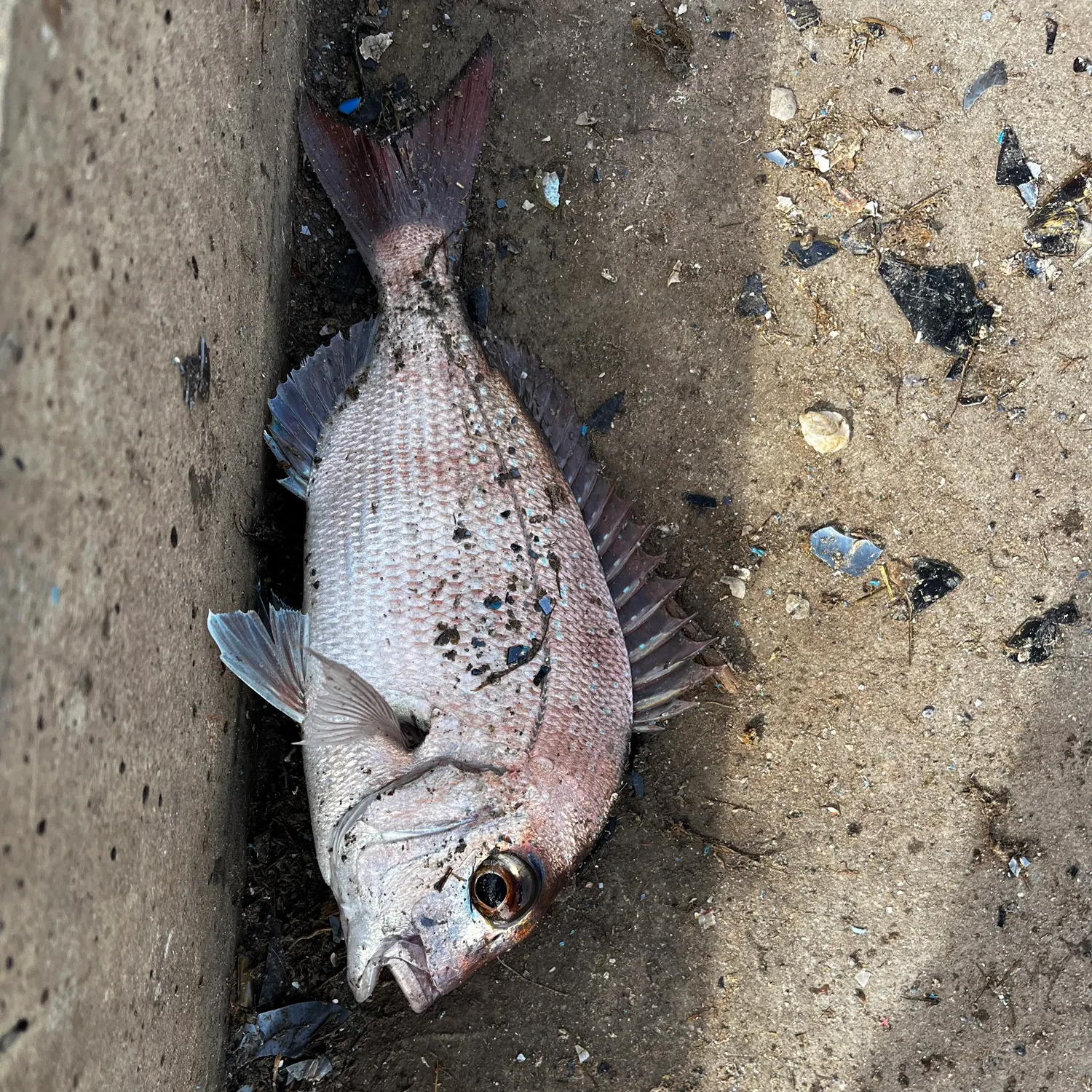 Australasian snapper caught on Fishbrain