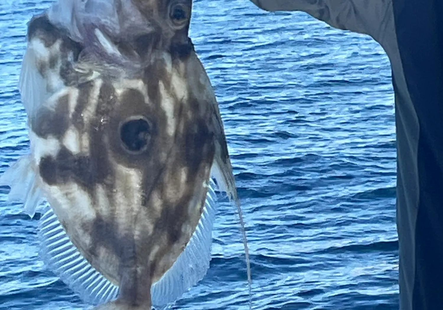 John dory