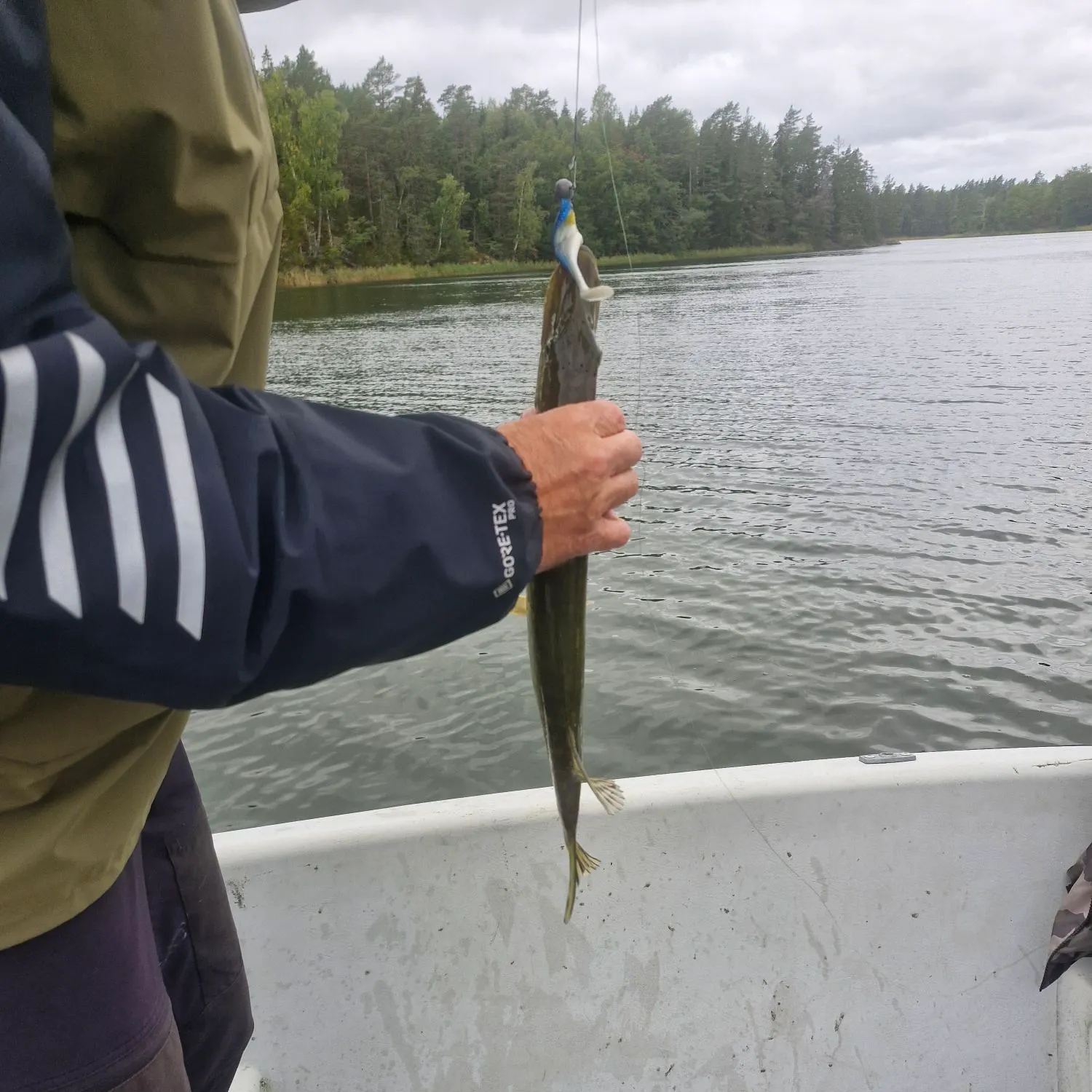 Northern pike caught on Fishbrain