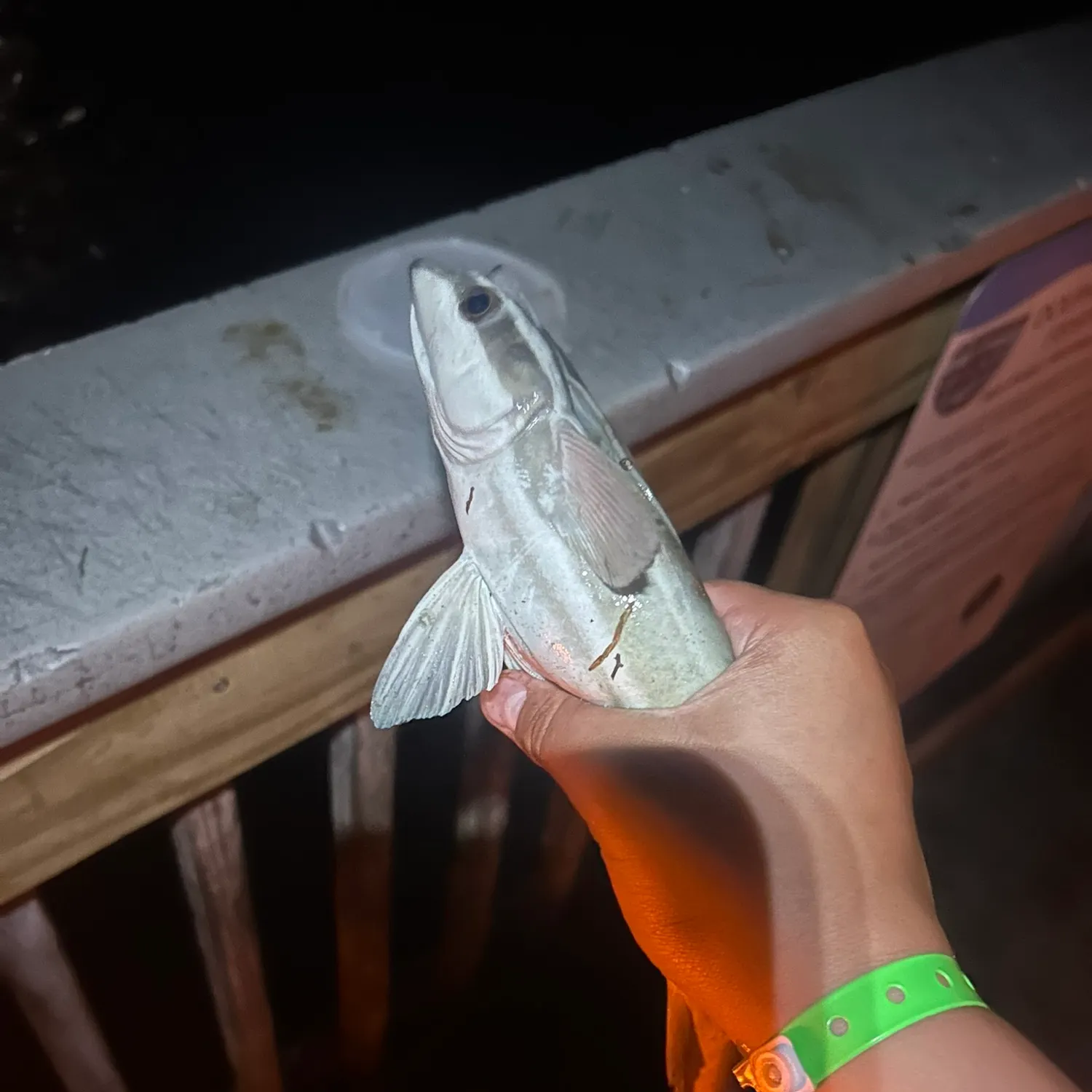The most recent Common remora catches on Fishbrain