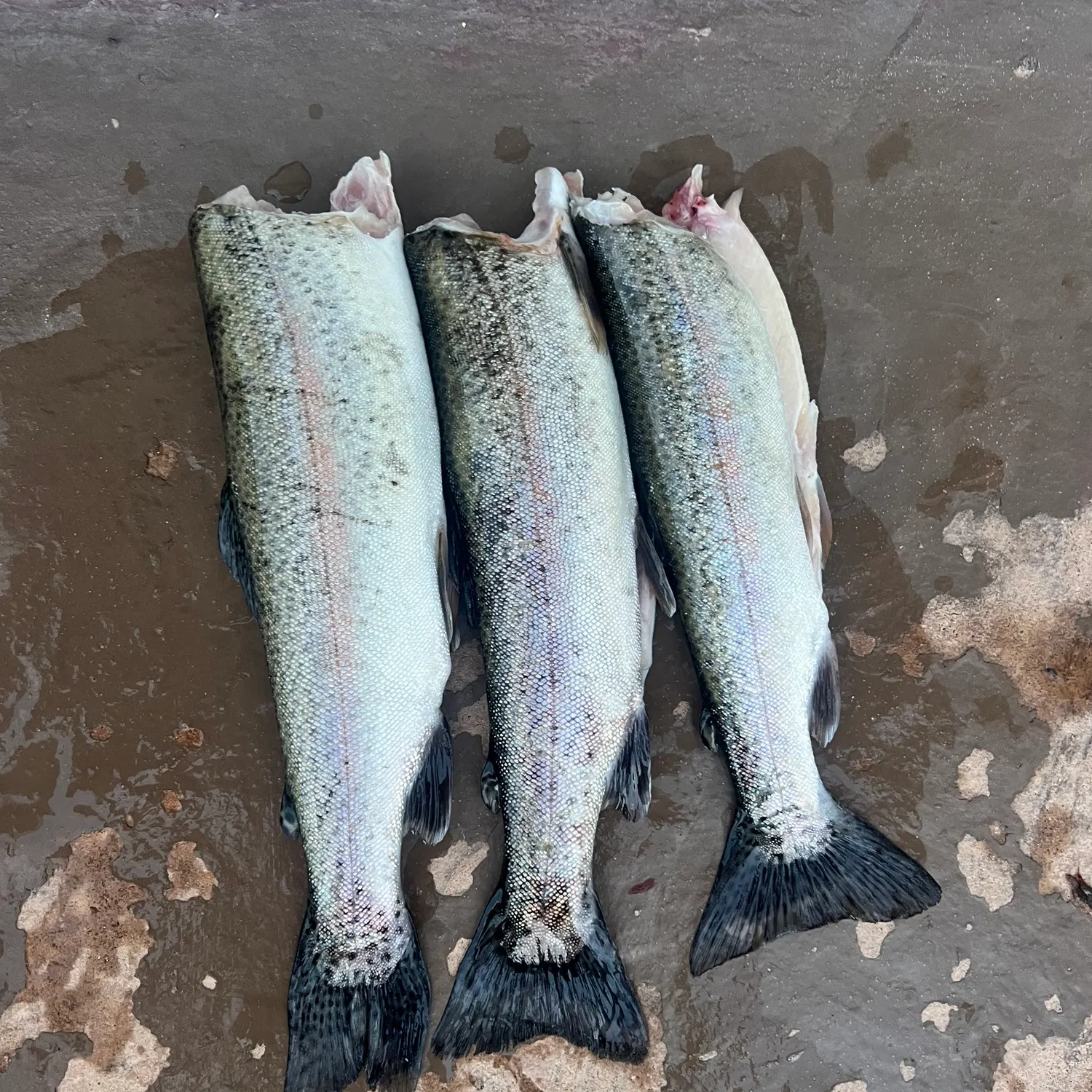 Rainbow trout caught on Fishbrain