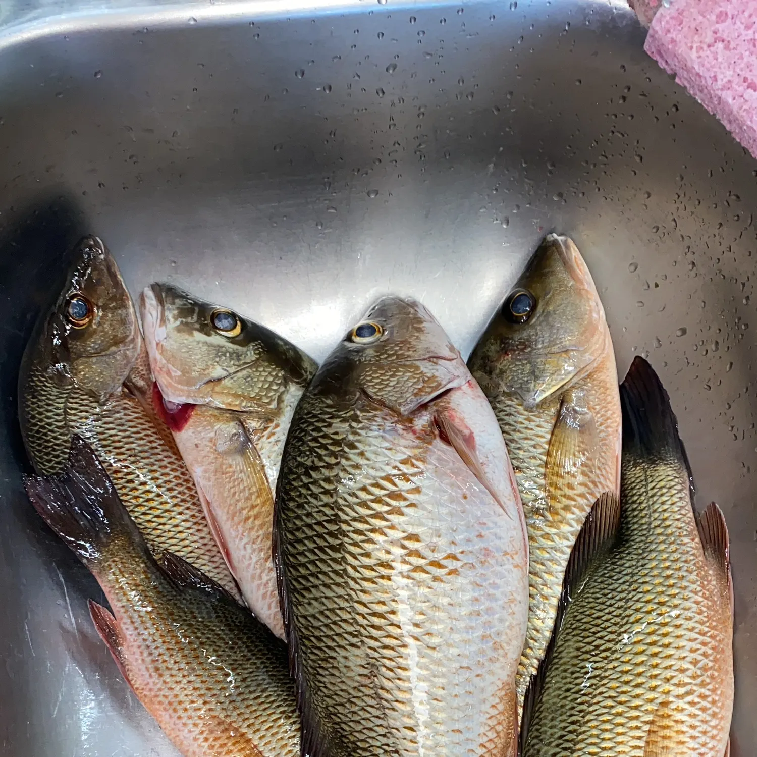 The most recent Mangrove snapper catches on Fishbrain