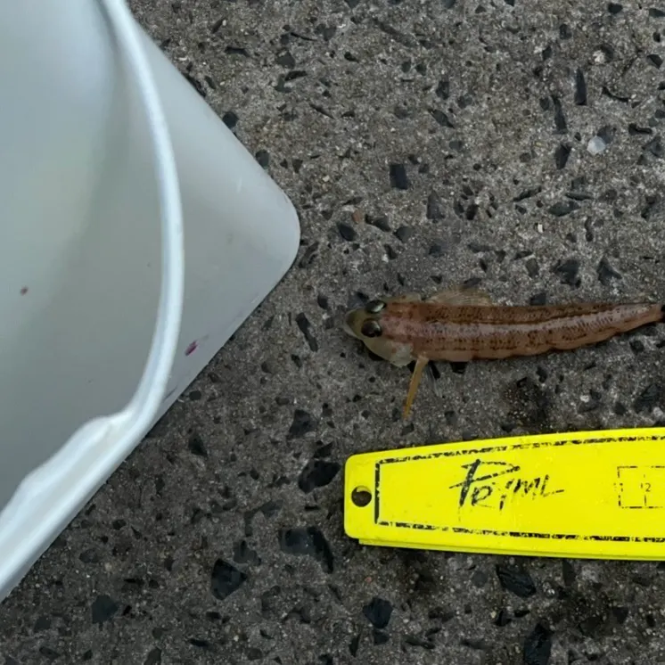 The most recent Barred sandperch catches on Fishbrain