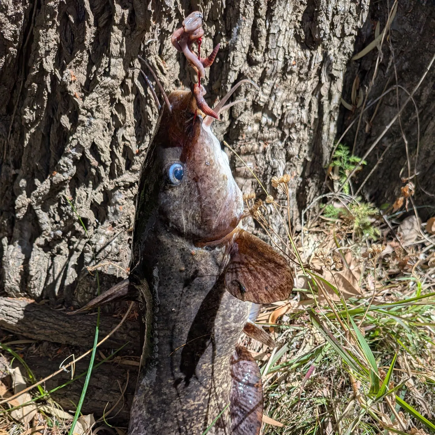 The most recent Dewfish catches on Fishbrain