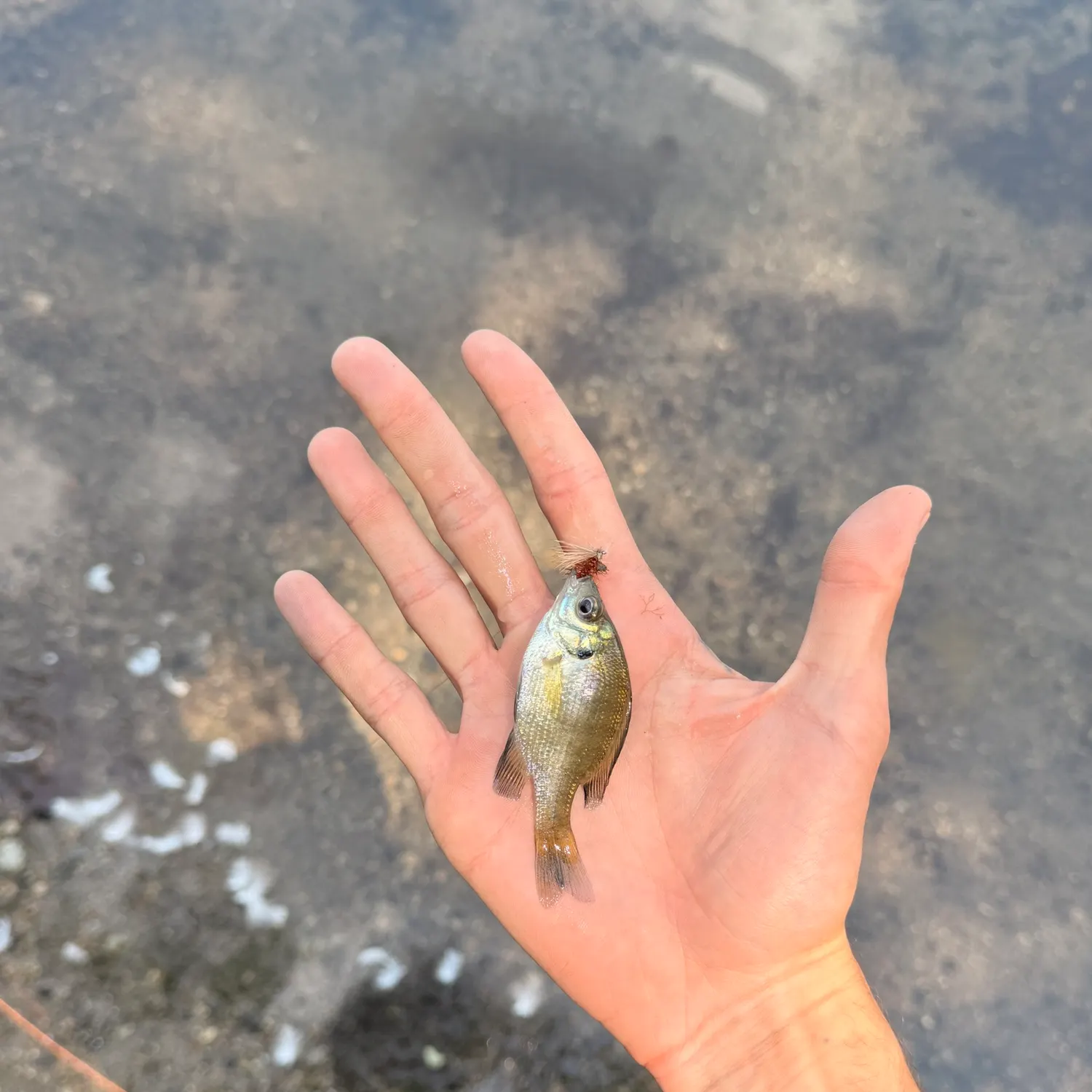 Bluegill caught on Fishbrain