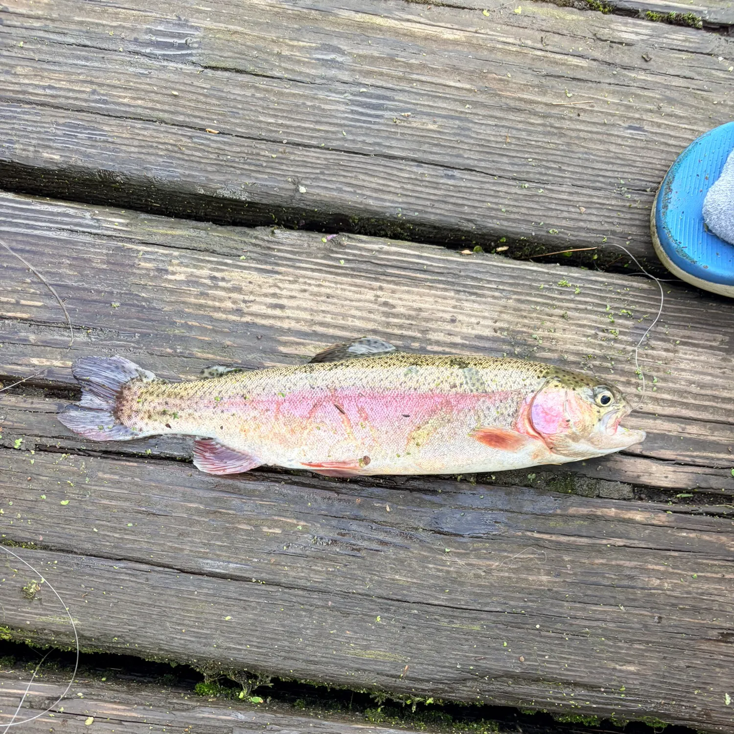 Rainbow trout caught on Fishbrain