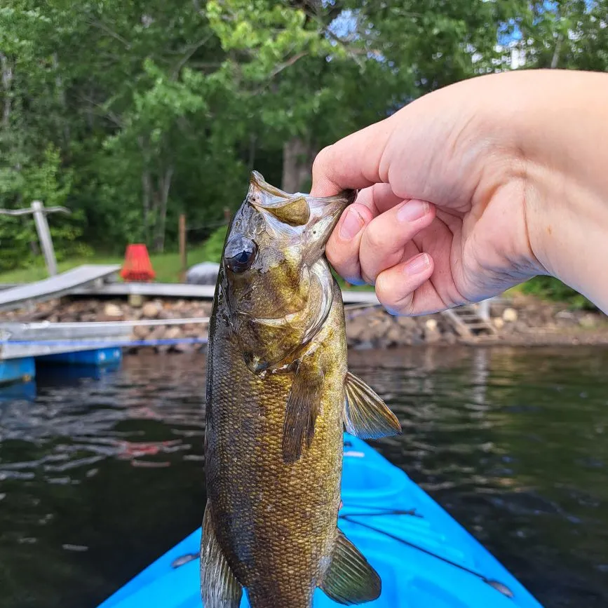 Smallmouth bass caught on Fishbrain