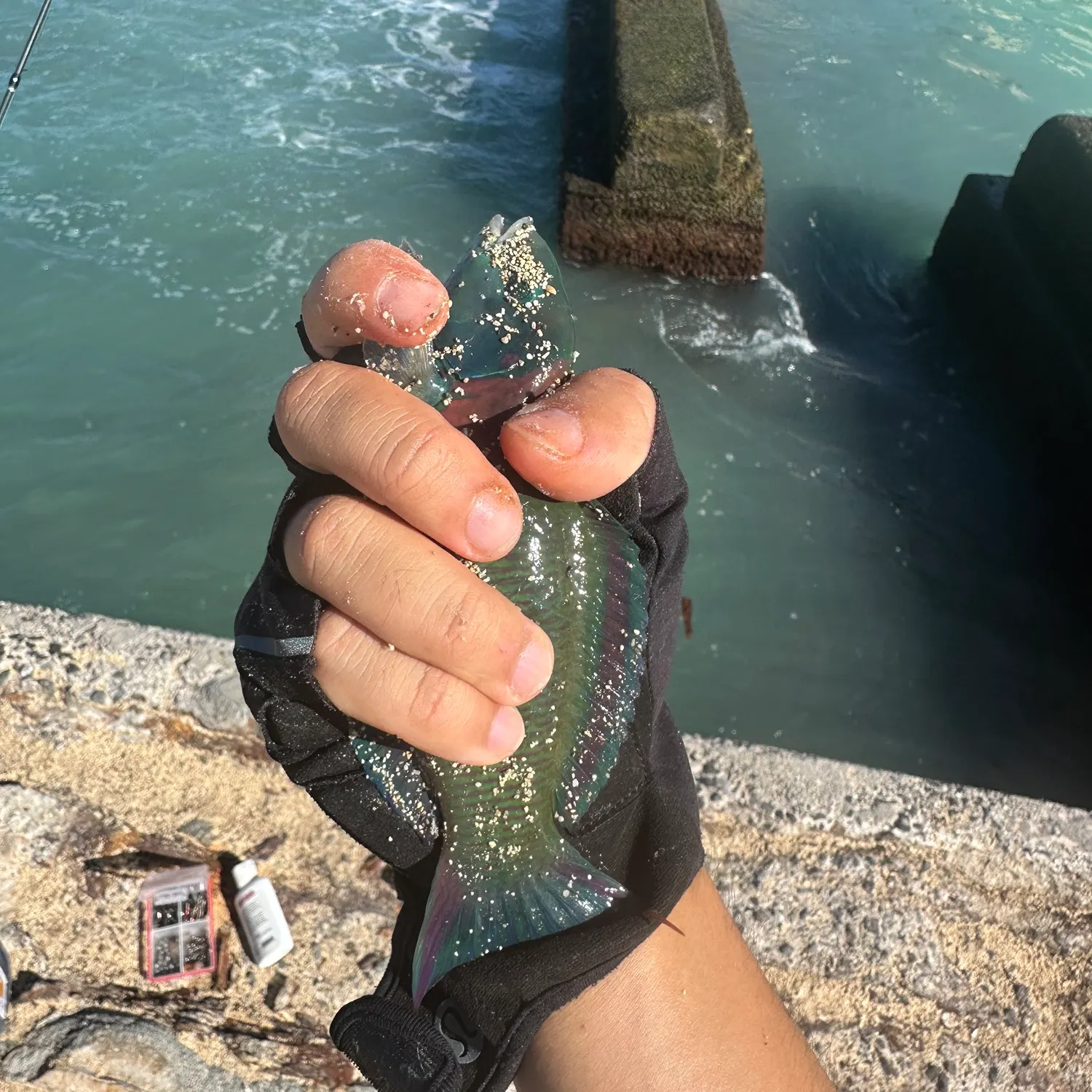 The most recent Saddle wrasse catches on Fishbrain