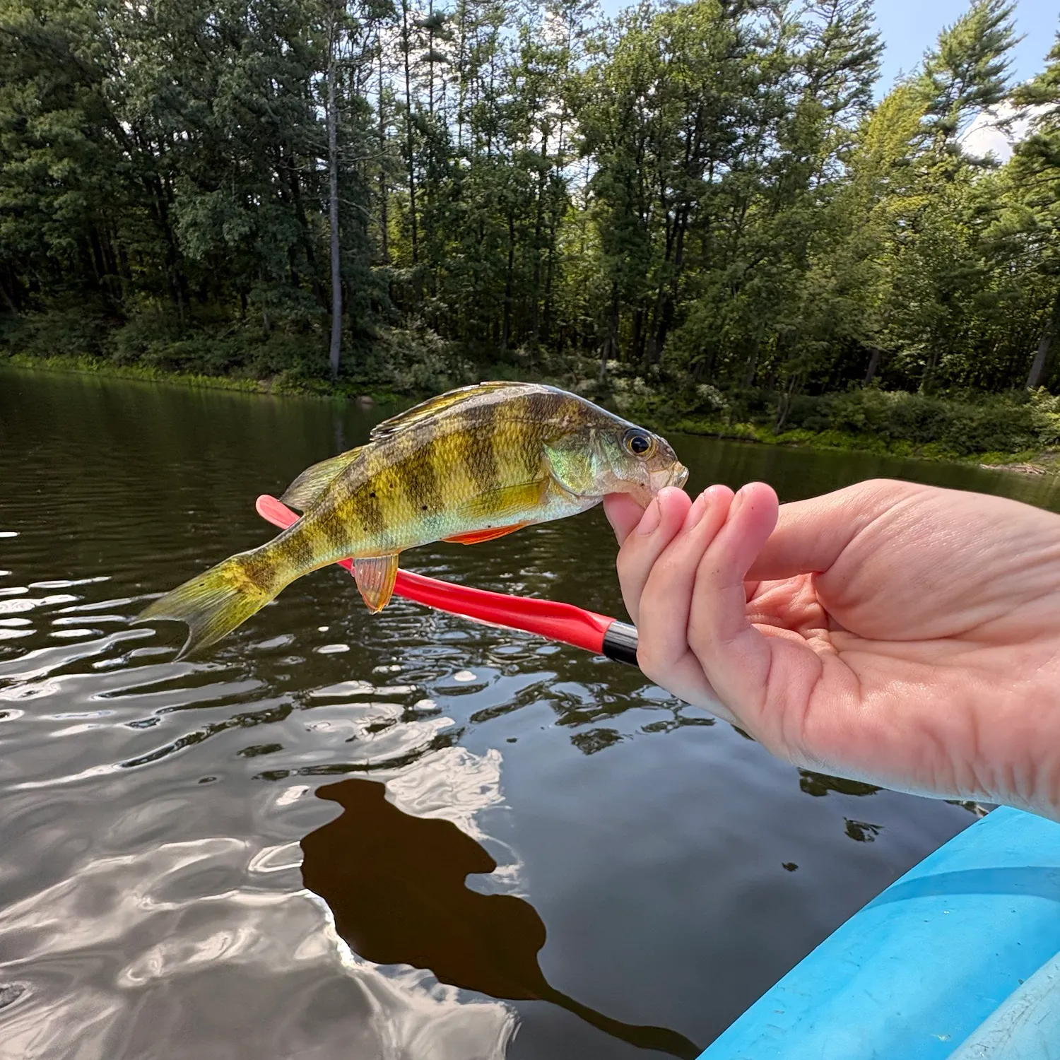 Yellow perch caught on Fishbrain