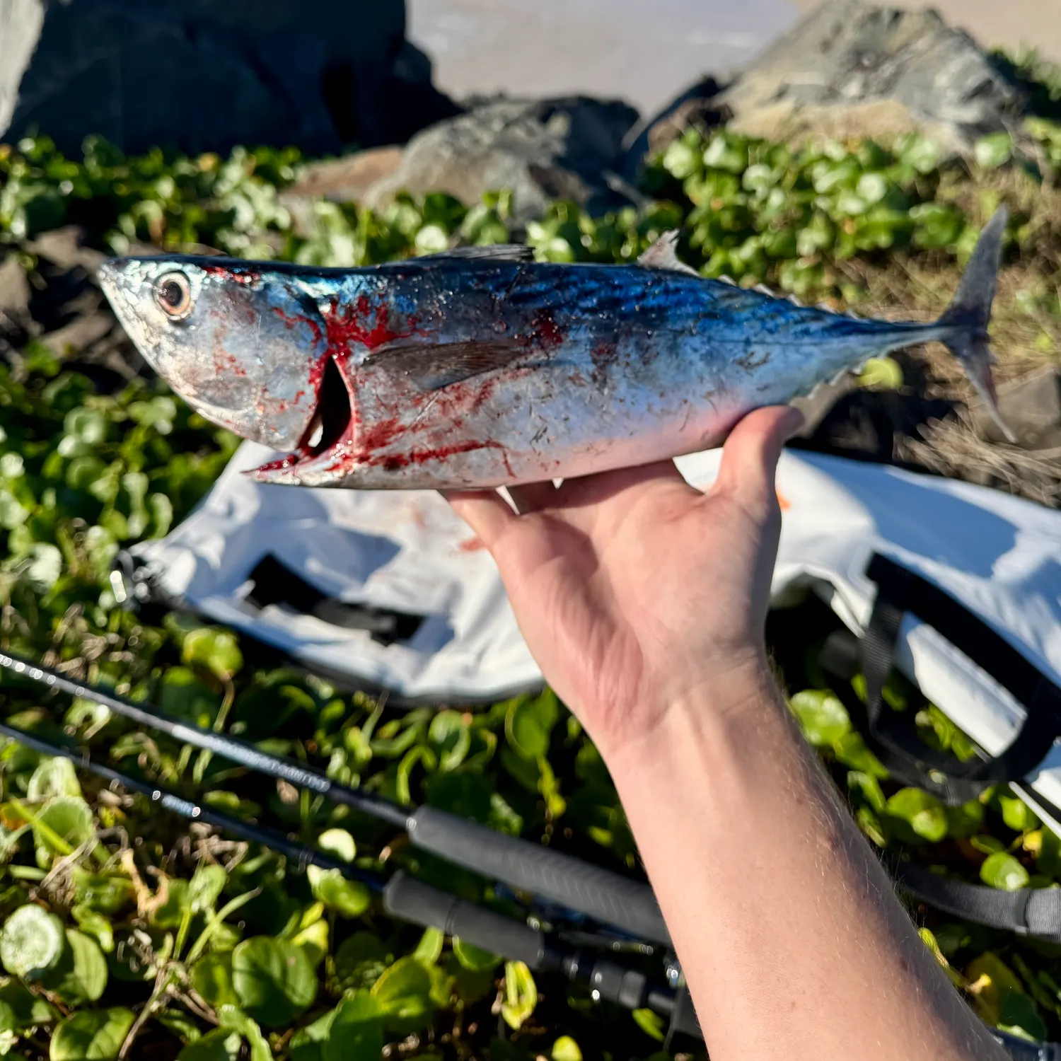 The most recent Kawakawa catches on Fishbrain