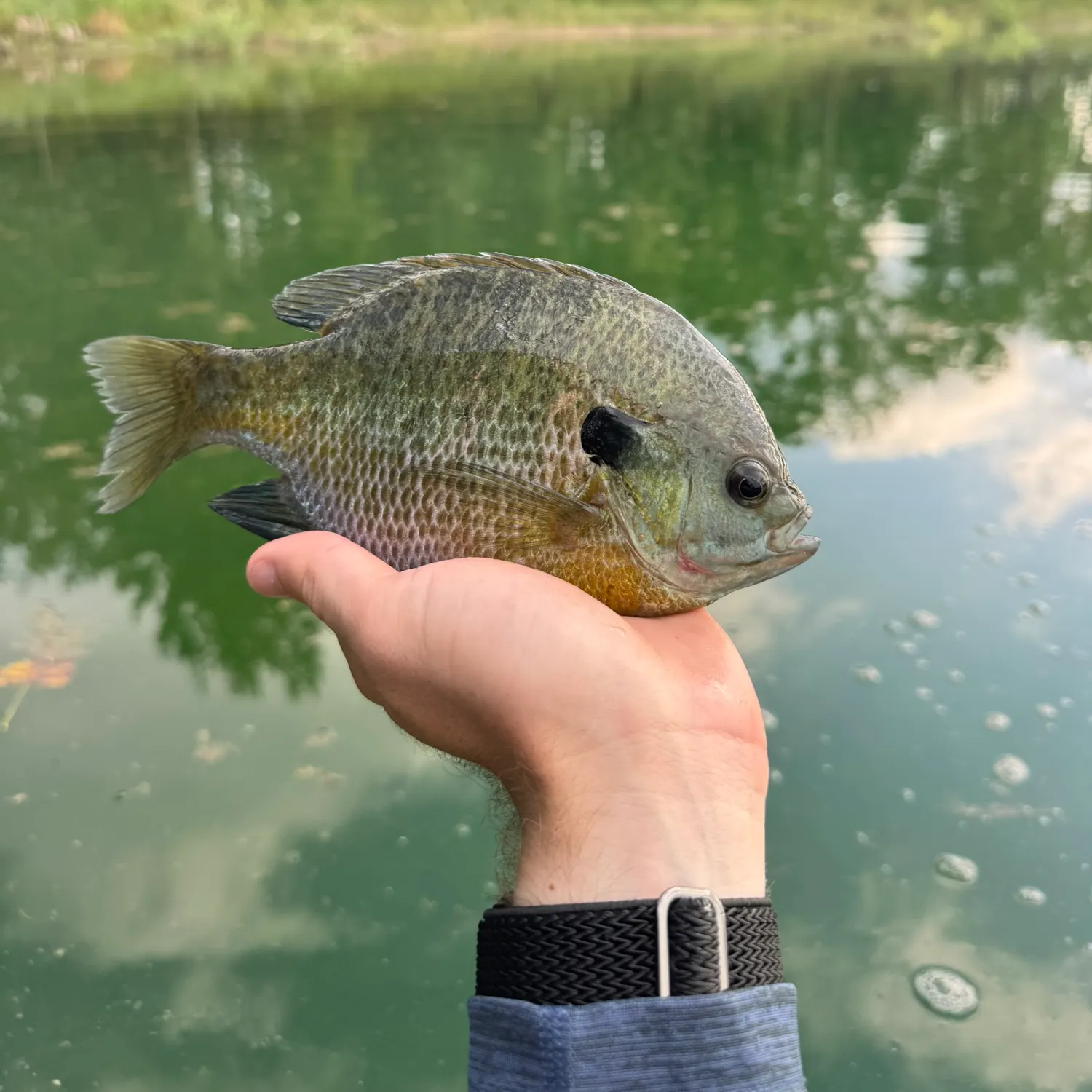 Bluegill caught on Fishbrain
