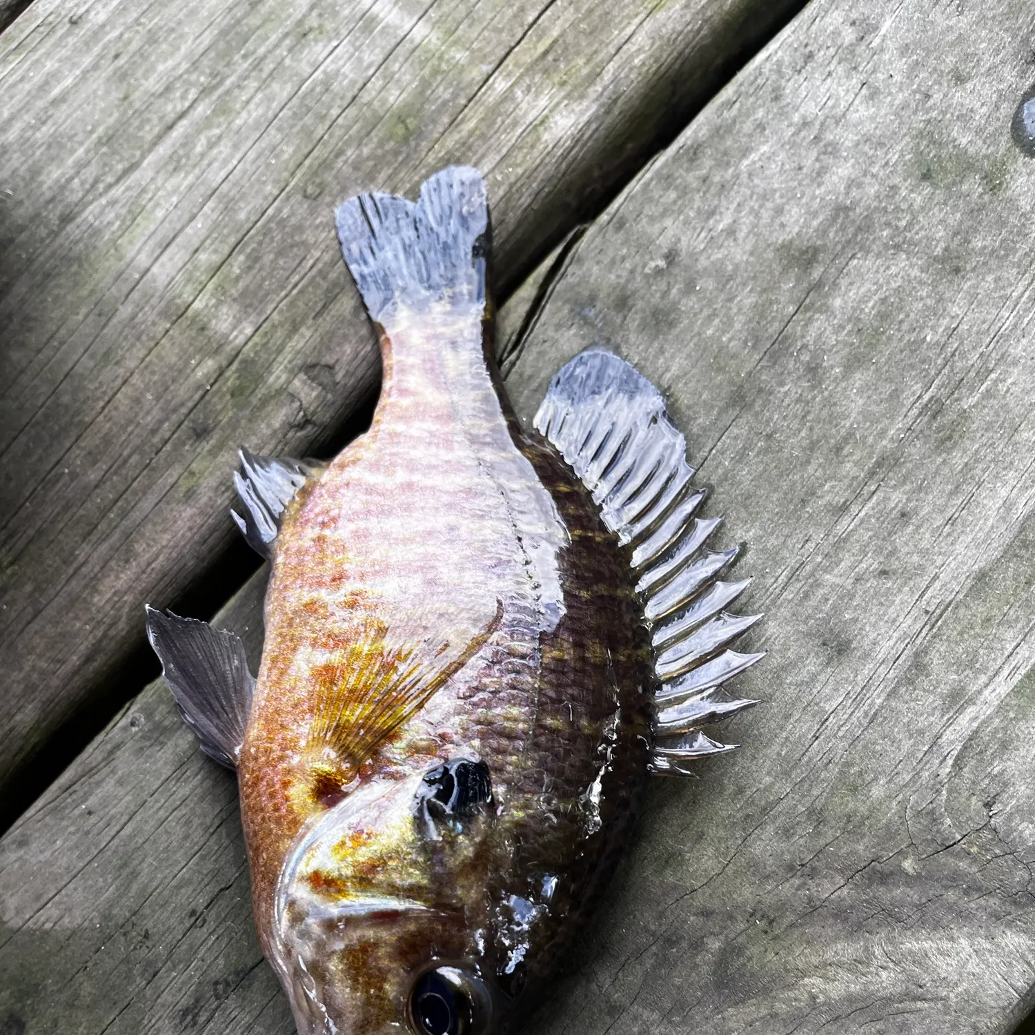 Pumpkinseed caught on Fishbrain