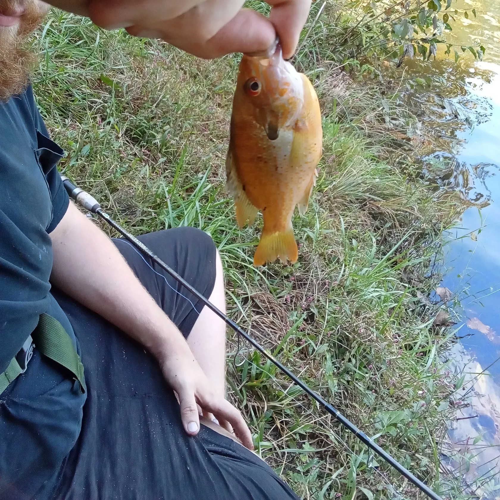 The most recent Redbreast sunfish catches on Fishbrain
