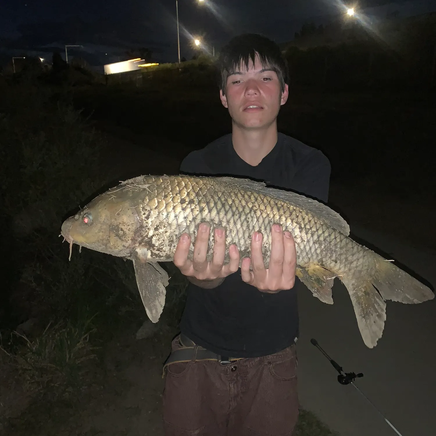 Common carp caught on Fishbrain