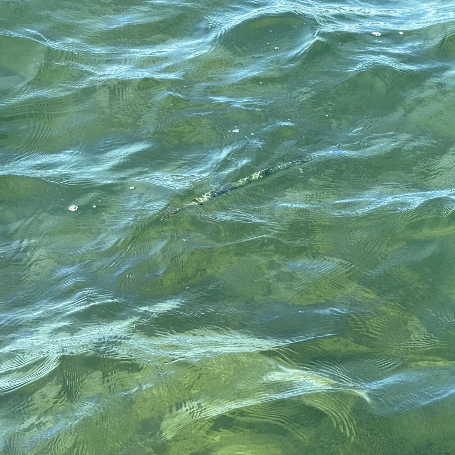 The most recent Flat needlefish catches on Fishbrain