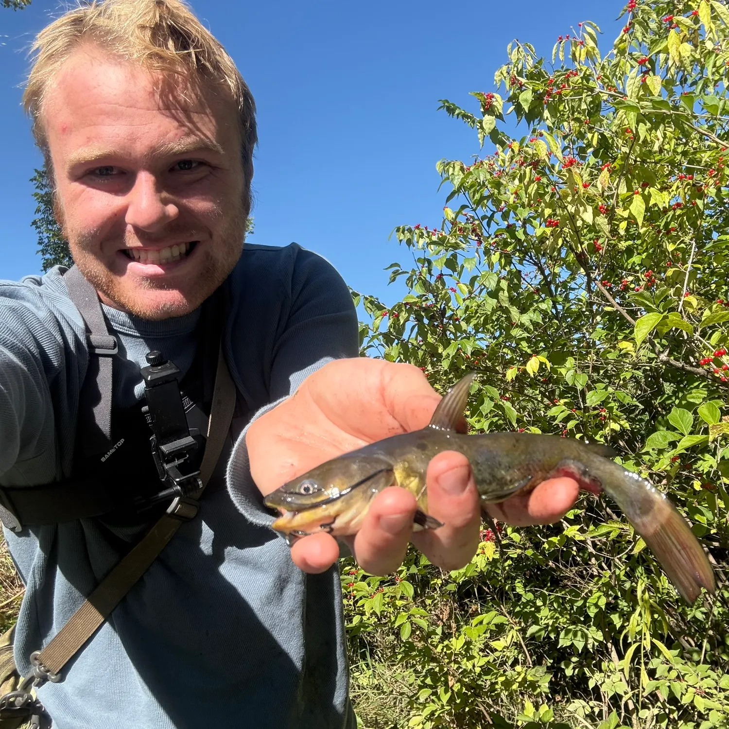 Black bullhead caught on Fishbrain