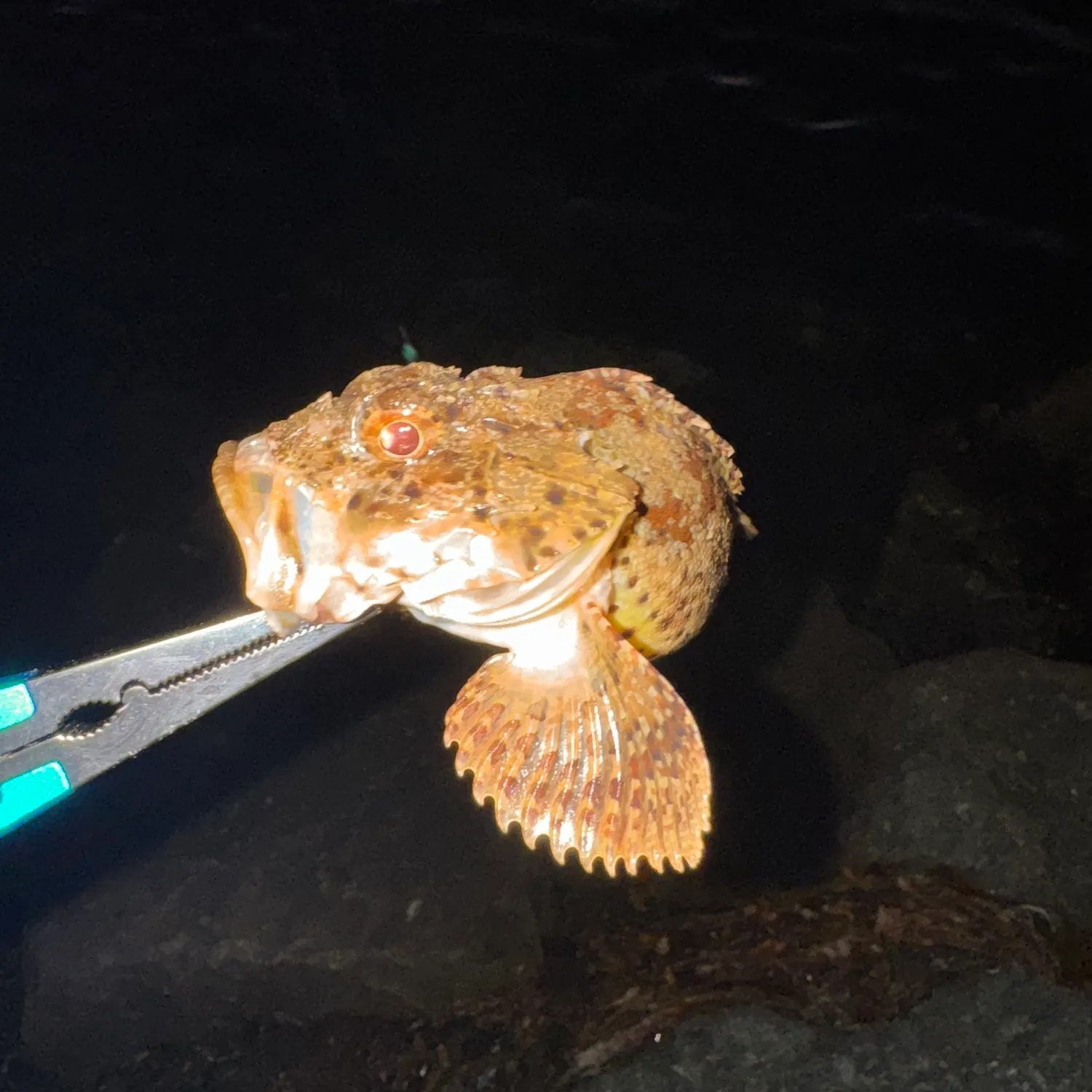California scorpionfish caught on Fishbrain
