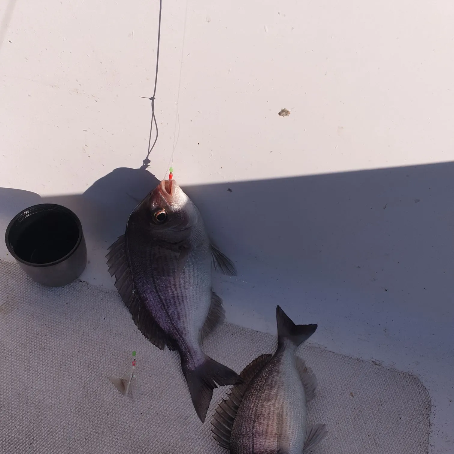 The most recent Black seabream catches on Fishbrain