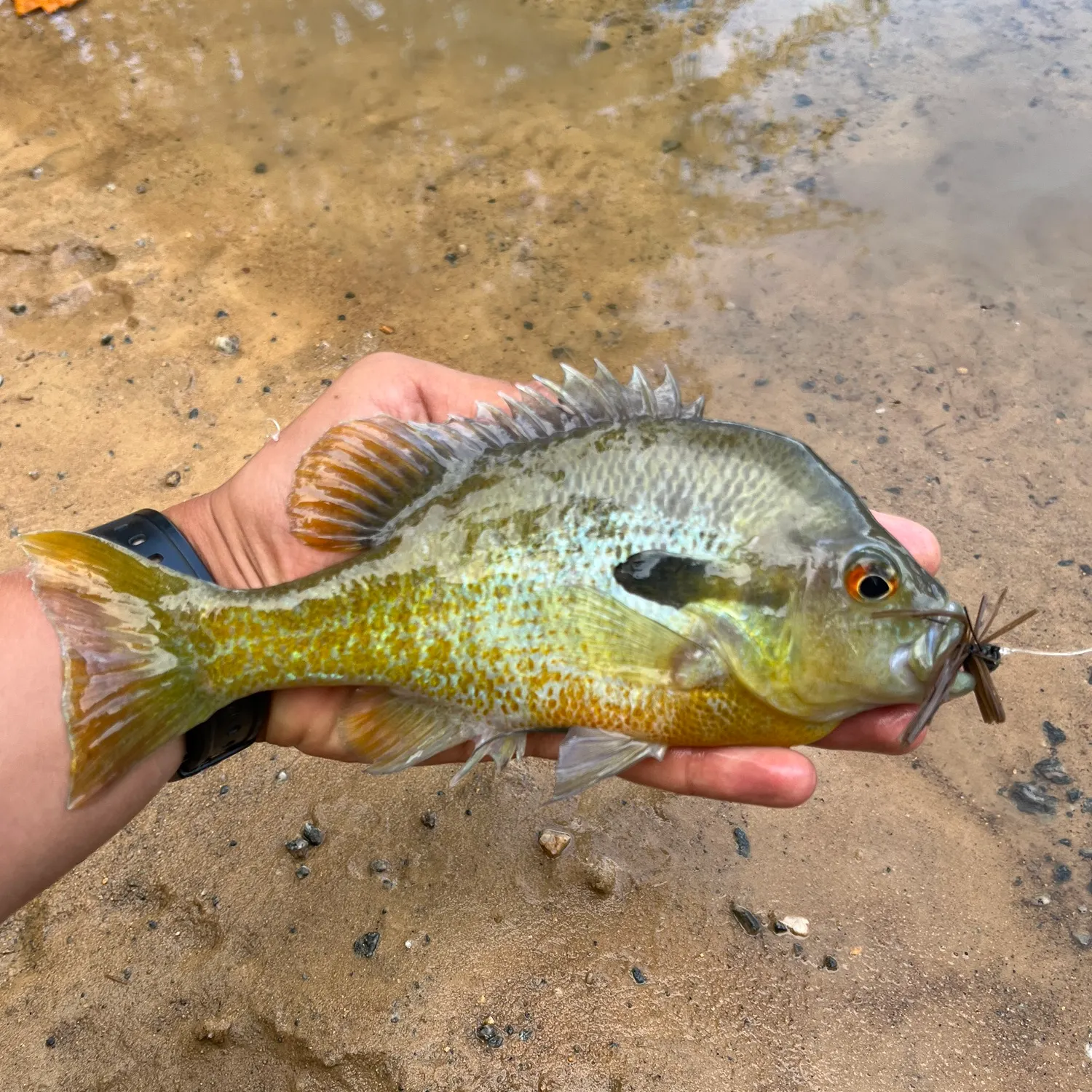 Redbreast sunfish caught on Fishbrain