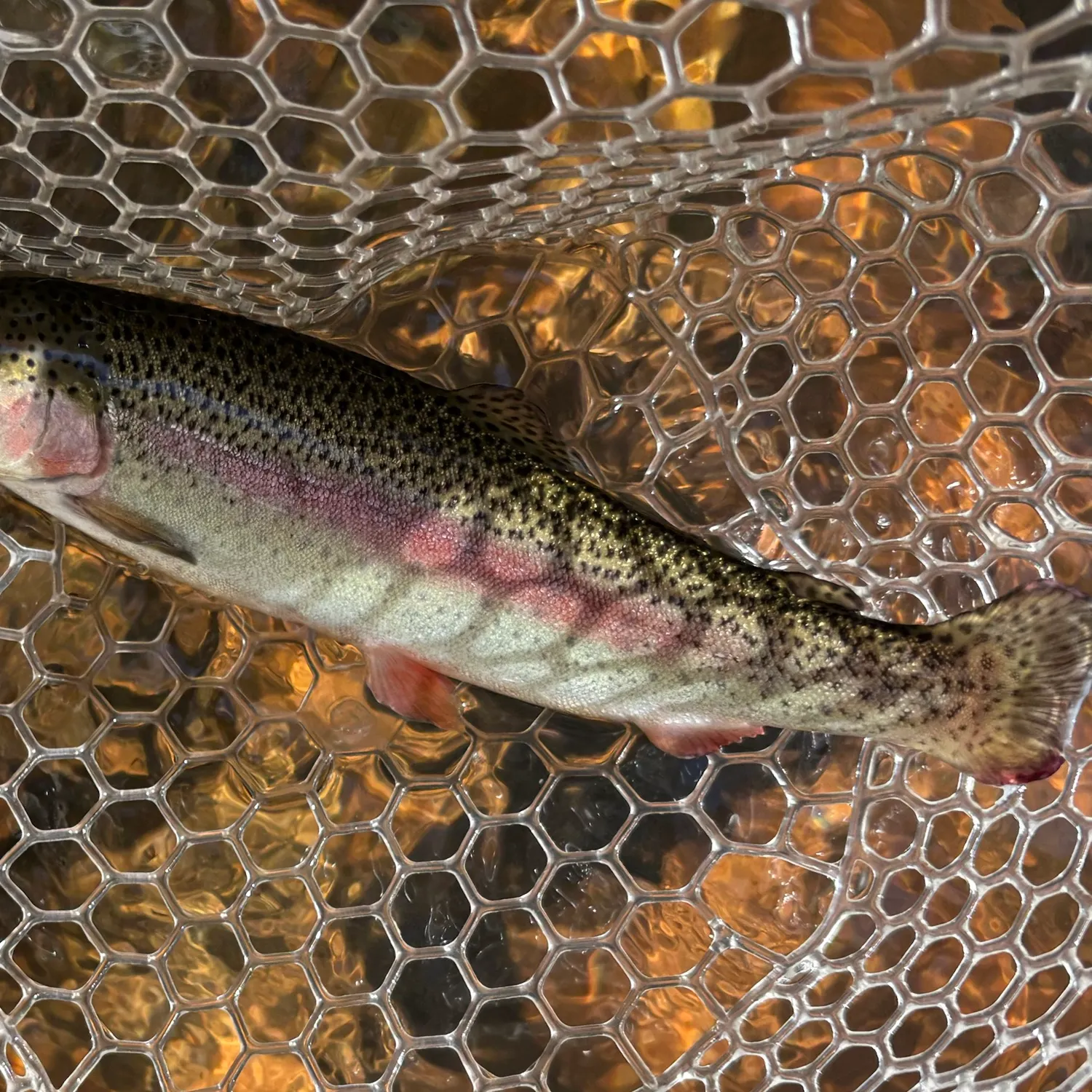 Rainbow trout caught on Fishbrain
