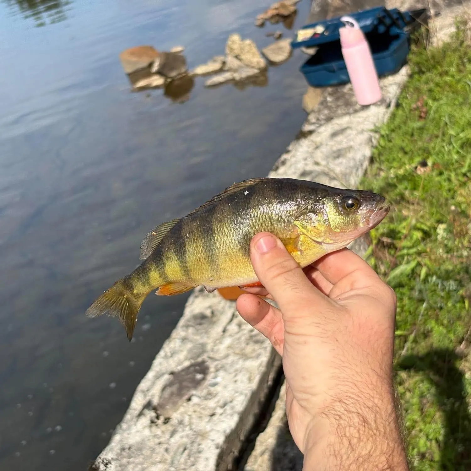 Yellow perch caught on Fishbrain