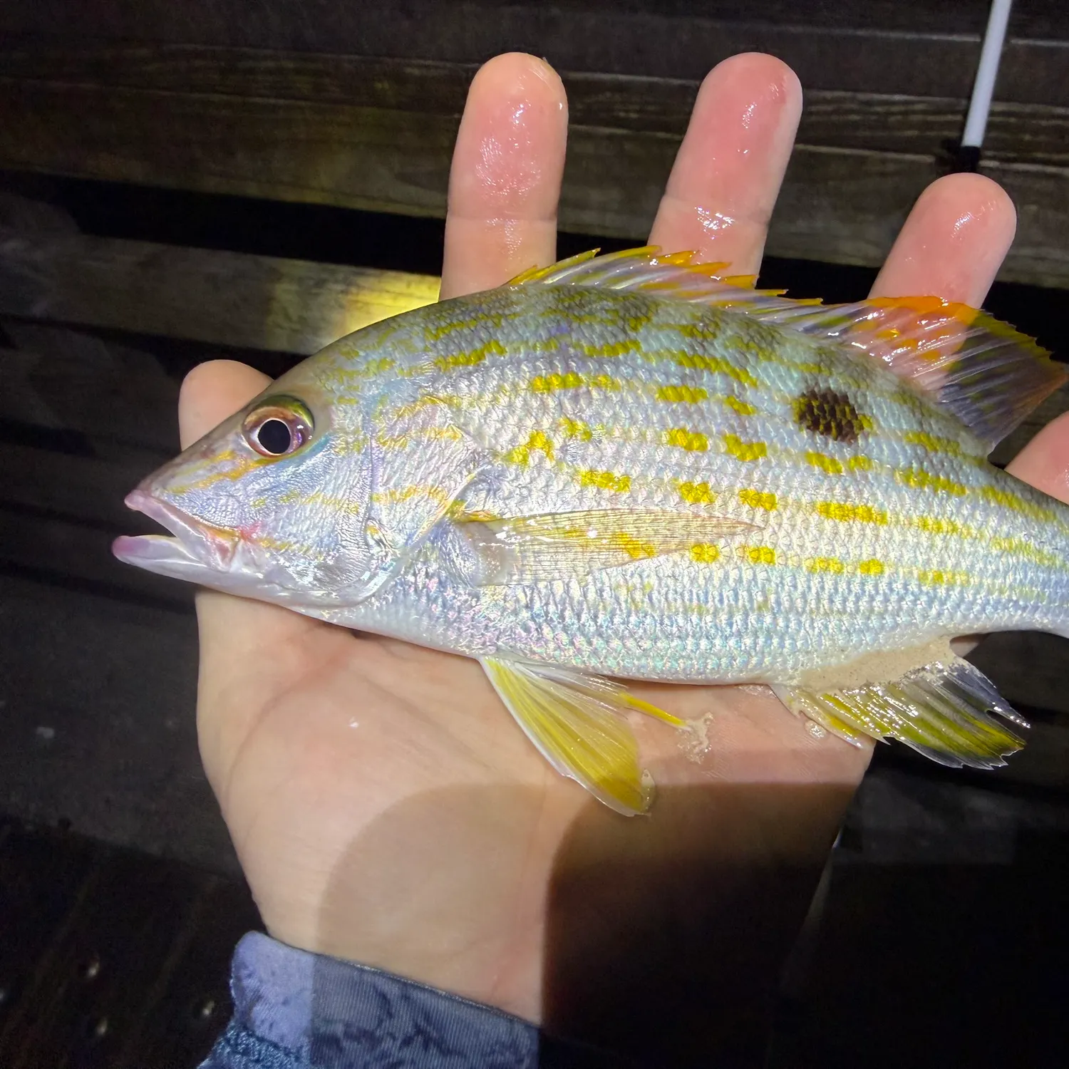 The most recent Lane snapper catches on Fishbrain