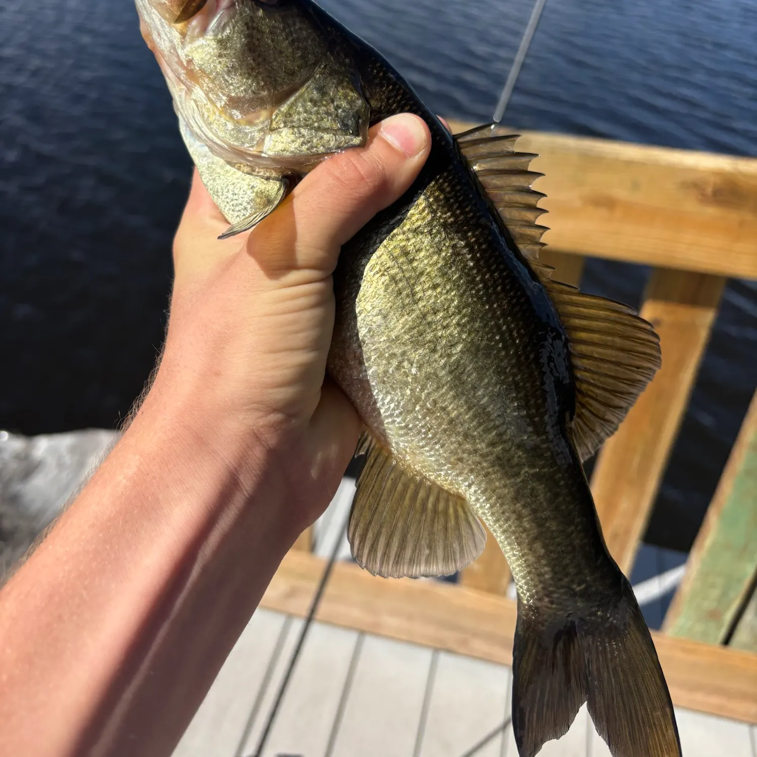 Largemouth bass caught on Fishbrain
