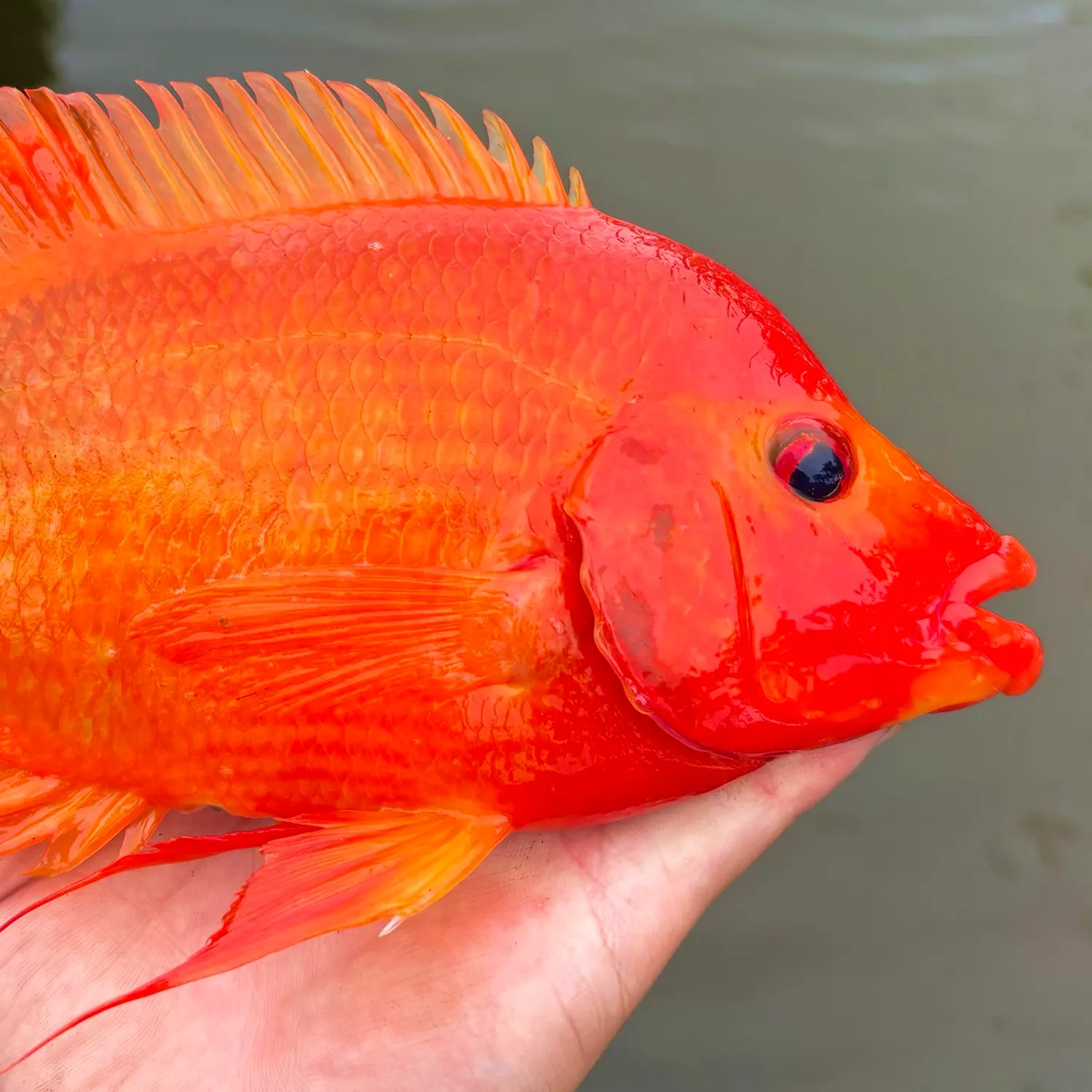 The most recent Red devil cichlid catches on Fishbrain