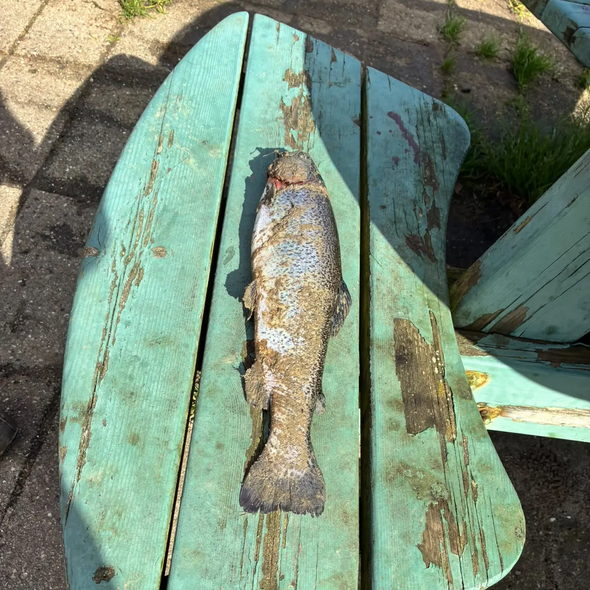 Rainbow trout caught on Fishbrain